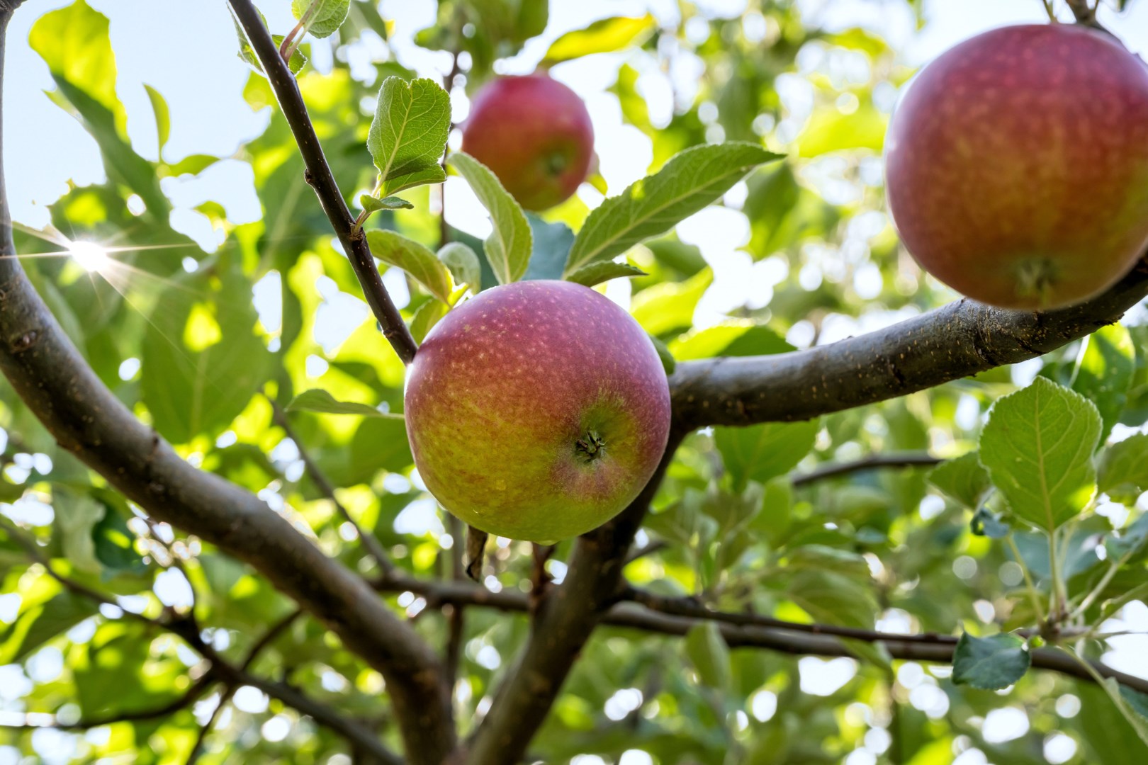 Bostadsbild från Hedensbergsvägen 26B, Såld i Berthåga, Uppsala