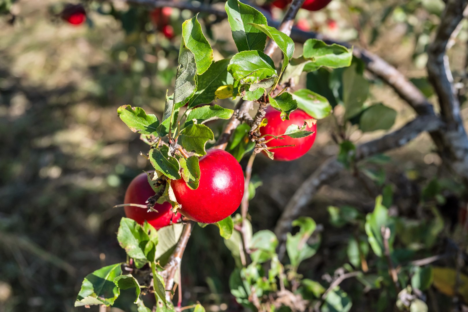Bostadsbild från Edshammar 26, Såld i Storvreta, Uppsala
