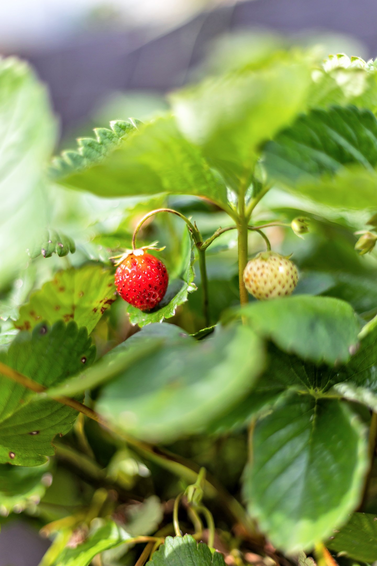 Bostadsbild från Vildrosvägen 7, Såld i Örsundsbro, Enköping