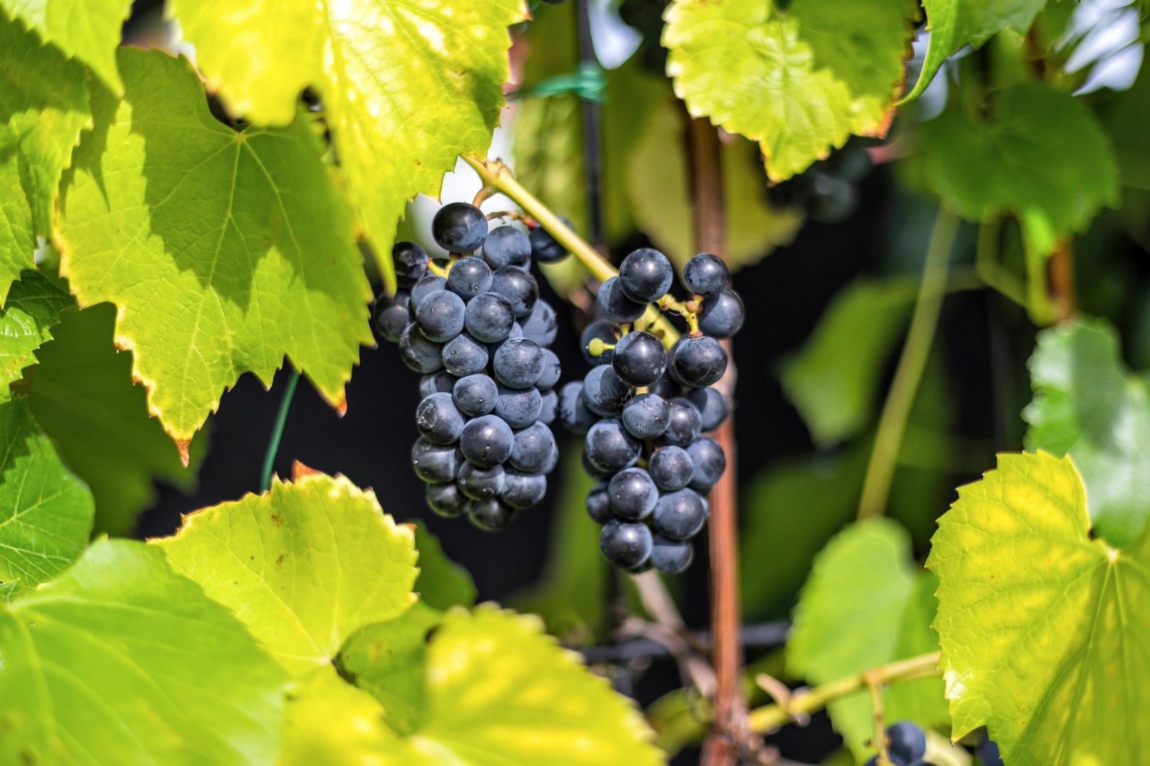 Bostadsbild från Vildrosvägen 7, Såld i Örsundsbro, Enköping