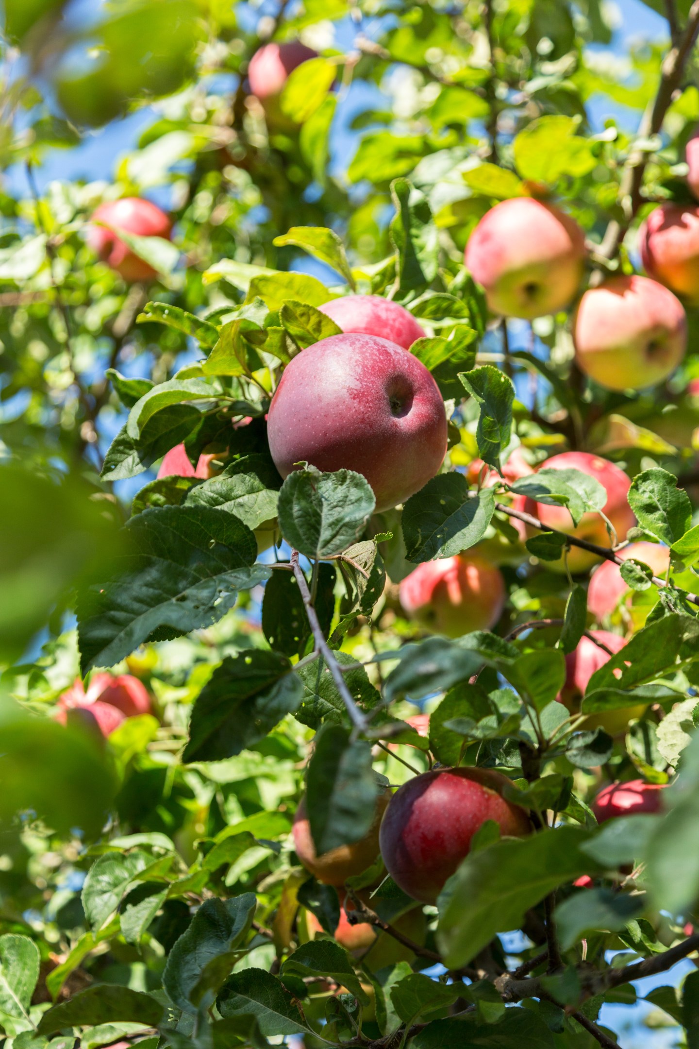 Bostadsbild från Ringleksvägen 21, Såld i Eriksvik, Nacka