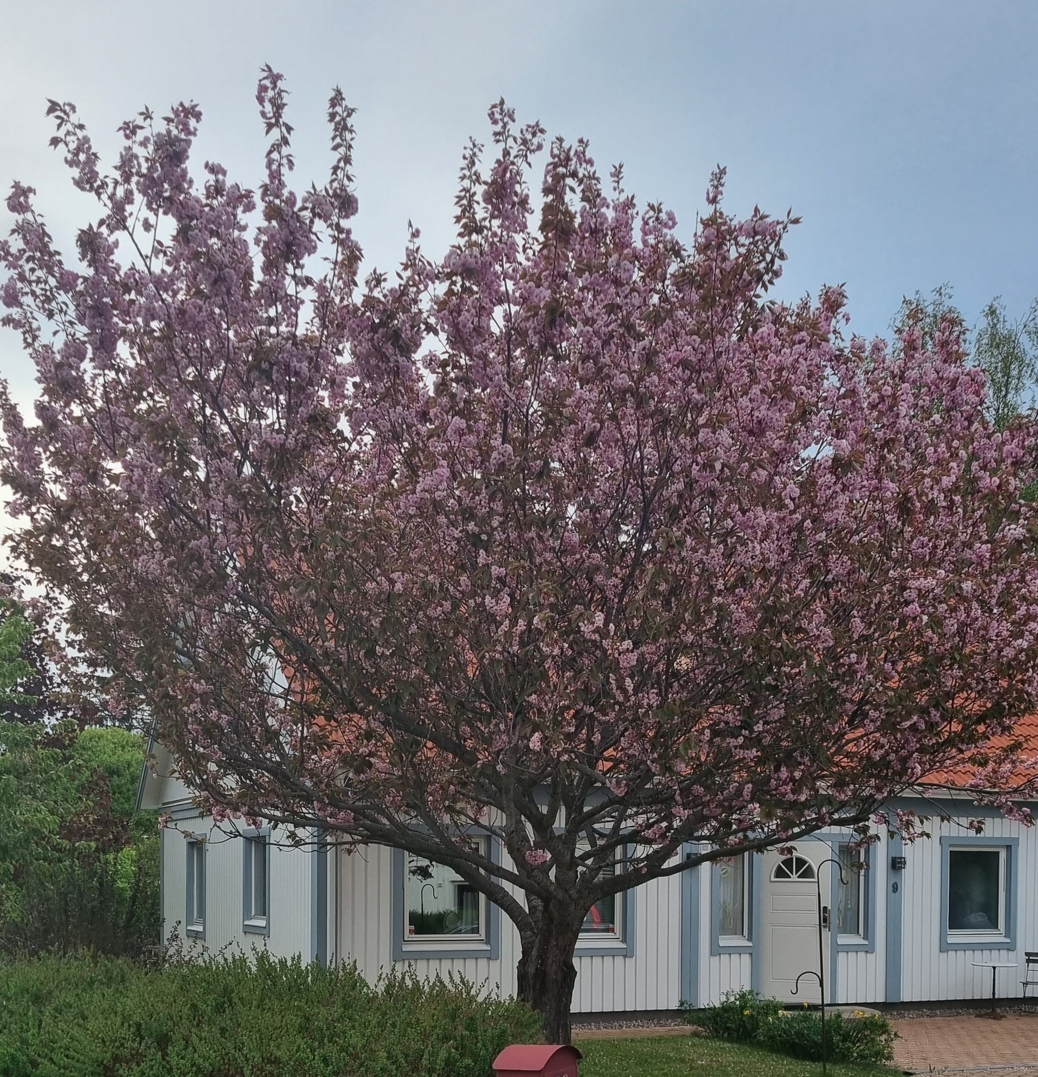 Ägarens egna sommarbild