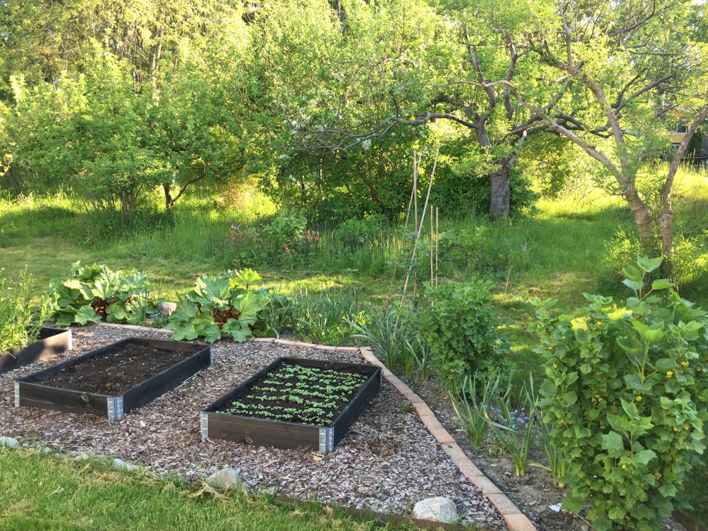 Ägarens egna sommarbild