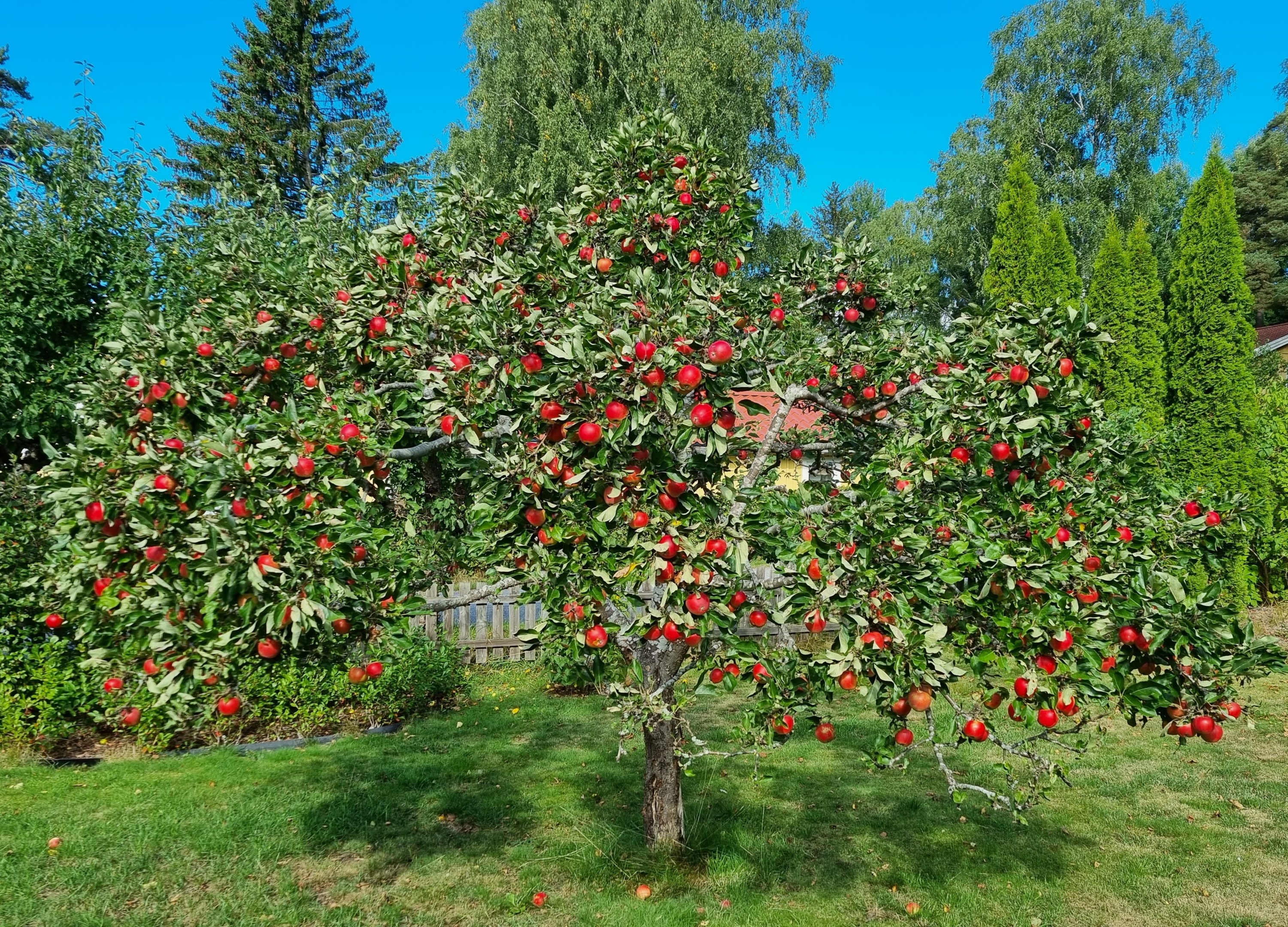 Ägarens egna sommarbild