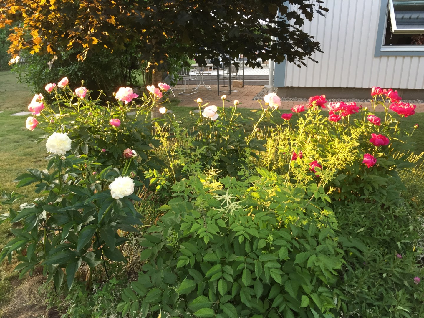 Ägarens egna sommarbild