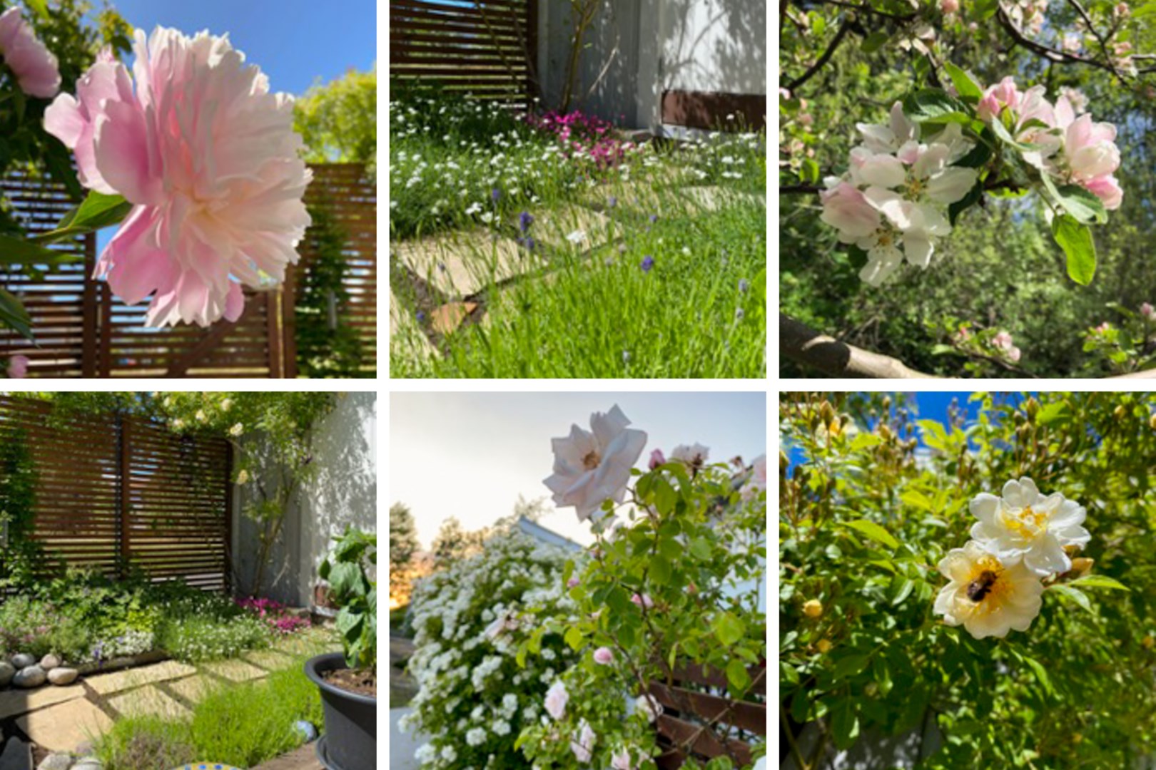 Blomsterprakt i trädgården - ägarens egna bilder.