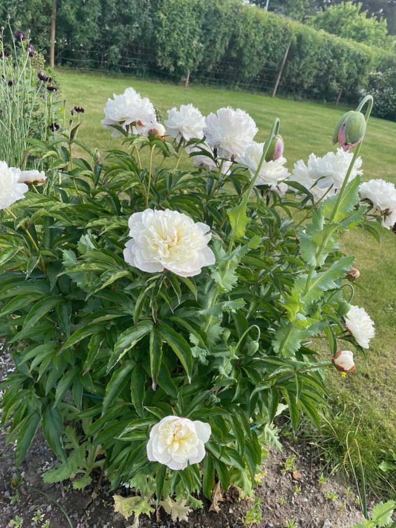 Bostadsbild från Valloxvägen 41, Såld i Knivsta - Centralt, Knivsta
