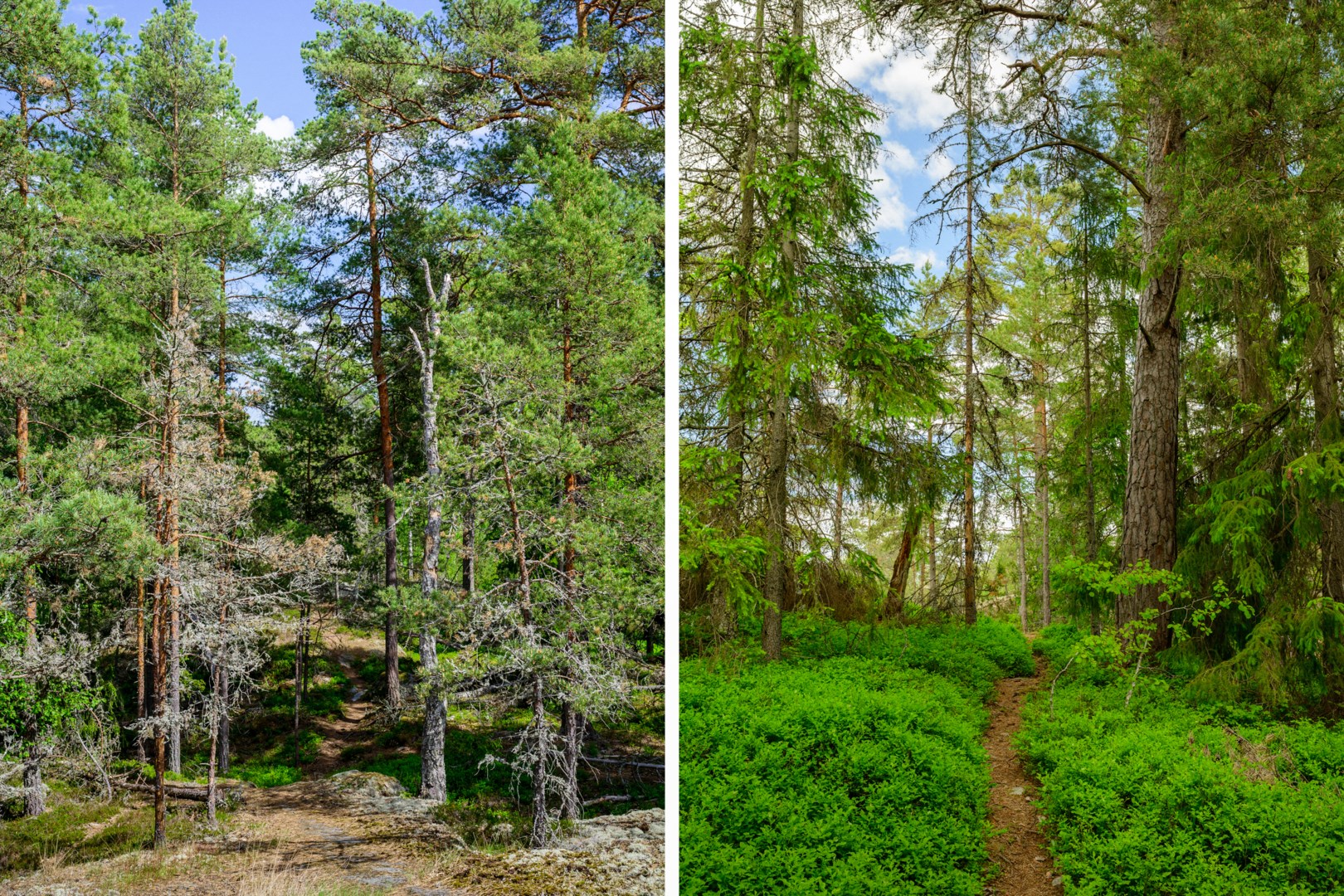 Knappa 100m från tomtgräns löper Värmdöleden med fina promenadstråk