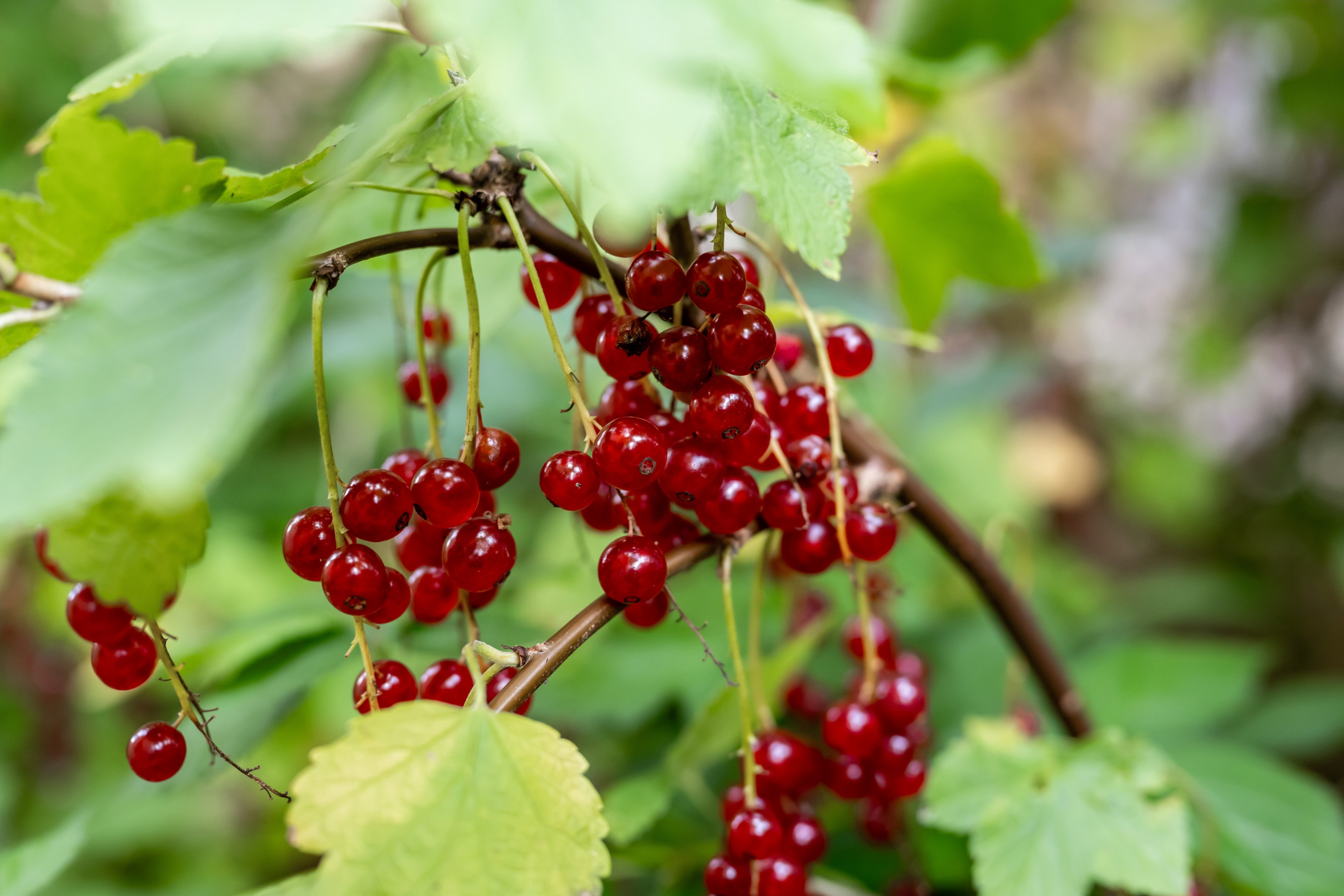 Bostadsbild från Sömnadsvägen 19, Såld i Nåntuna, Uppsala
