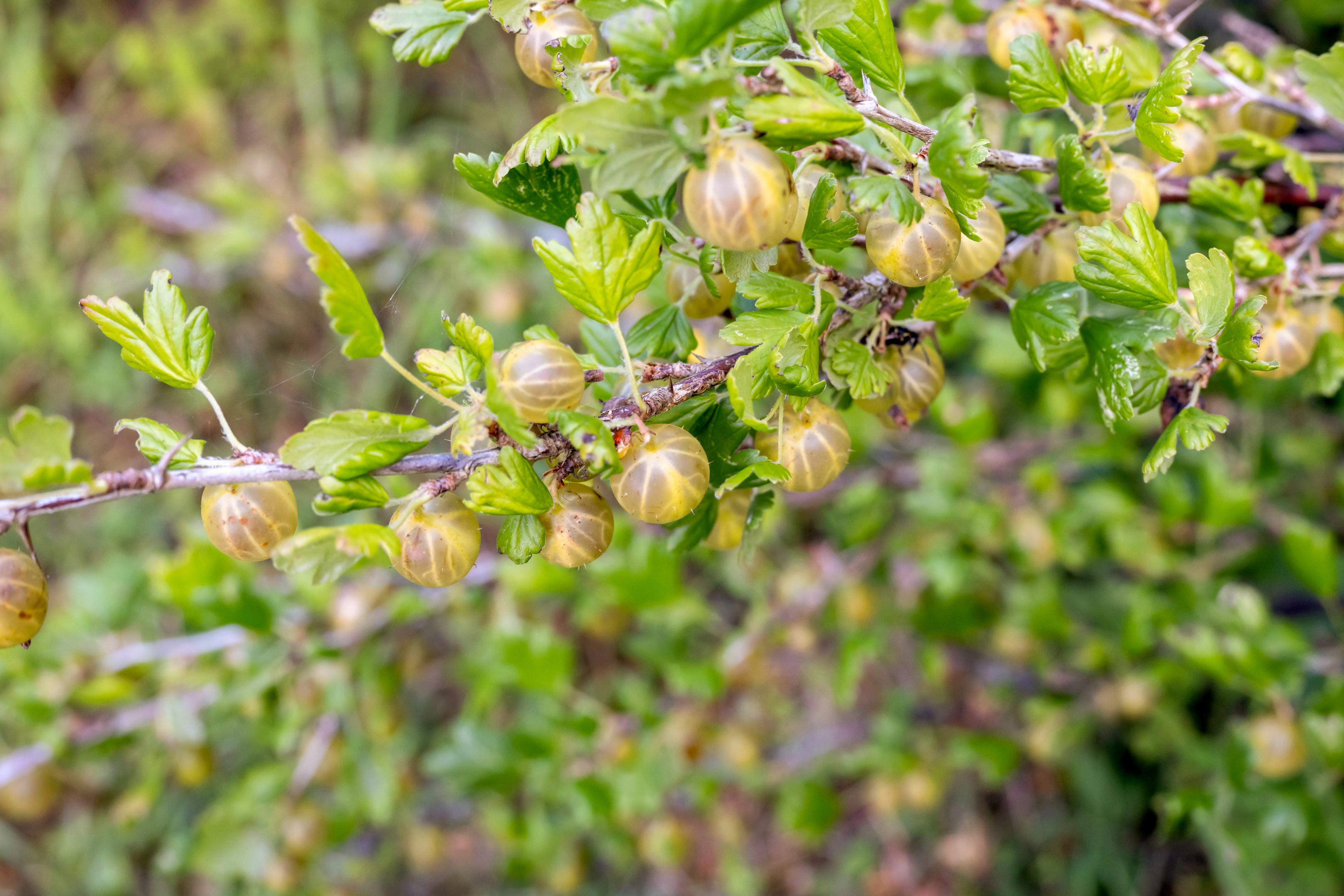 Bostadsbild från Krusenberg Aludden 236, Såld i Krusenberg, Knivsta