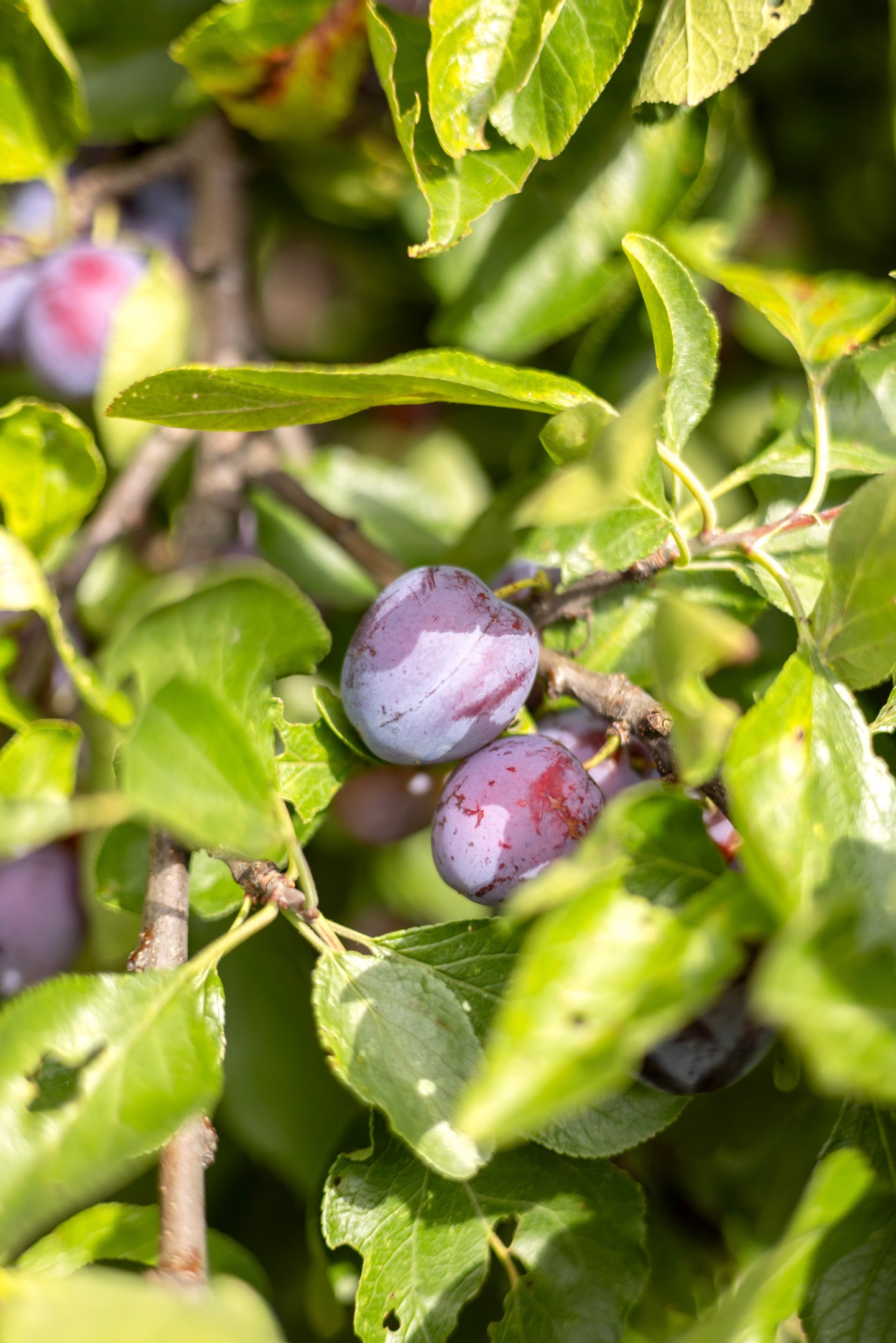 Bostadsbild från Rälsvägen 57, Såld i Sunnersta, Uppsala