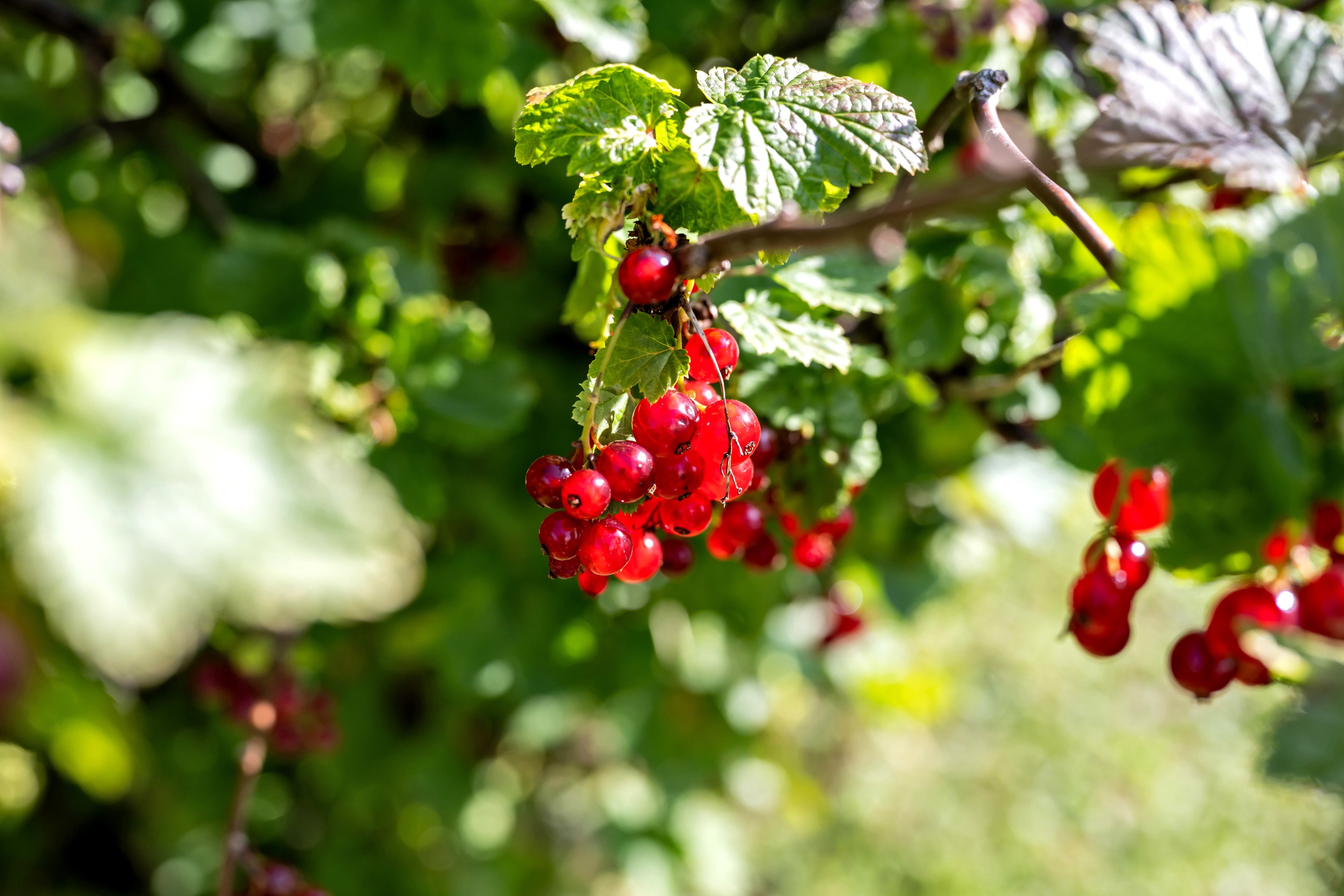 Bostadsbild från Bellisvägen 8, Såld i Lövstalöt, Uppsala