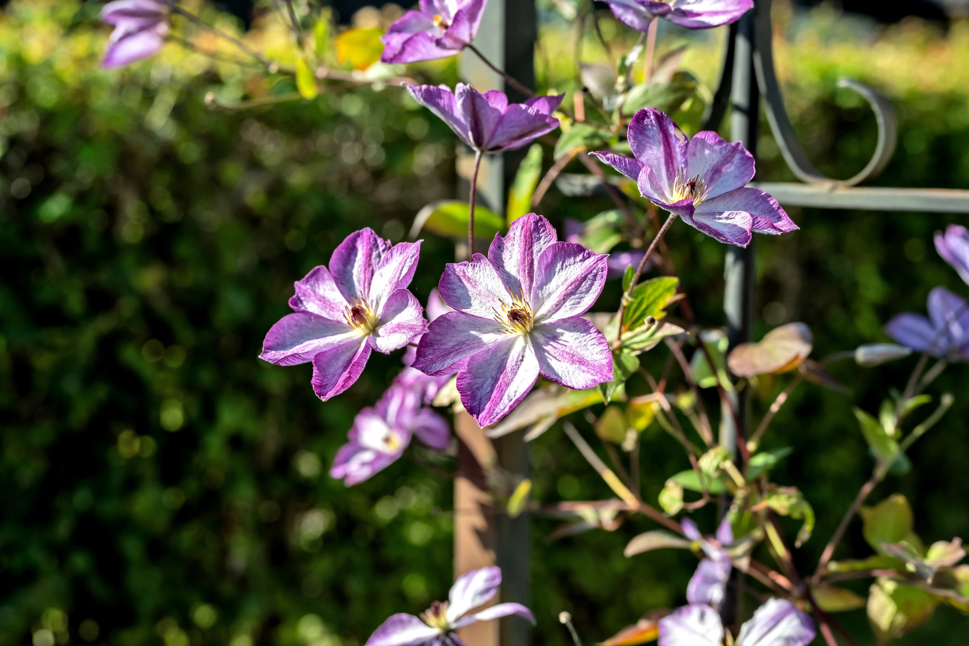 Bostadsbild från Bellisvägen 8, Såld i Lövstalöt, Uppsala