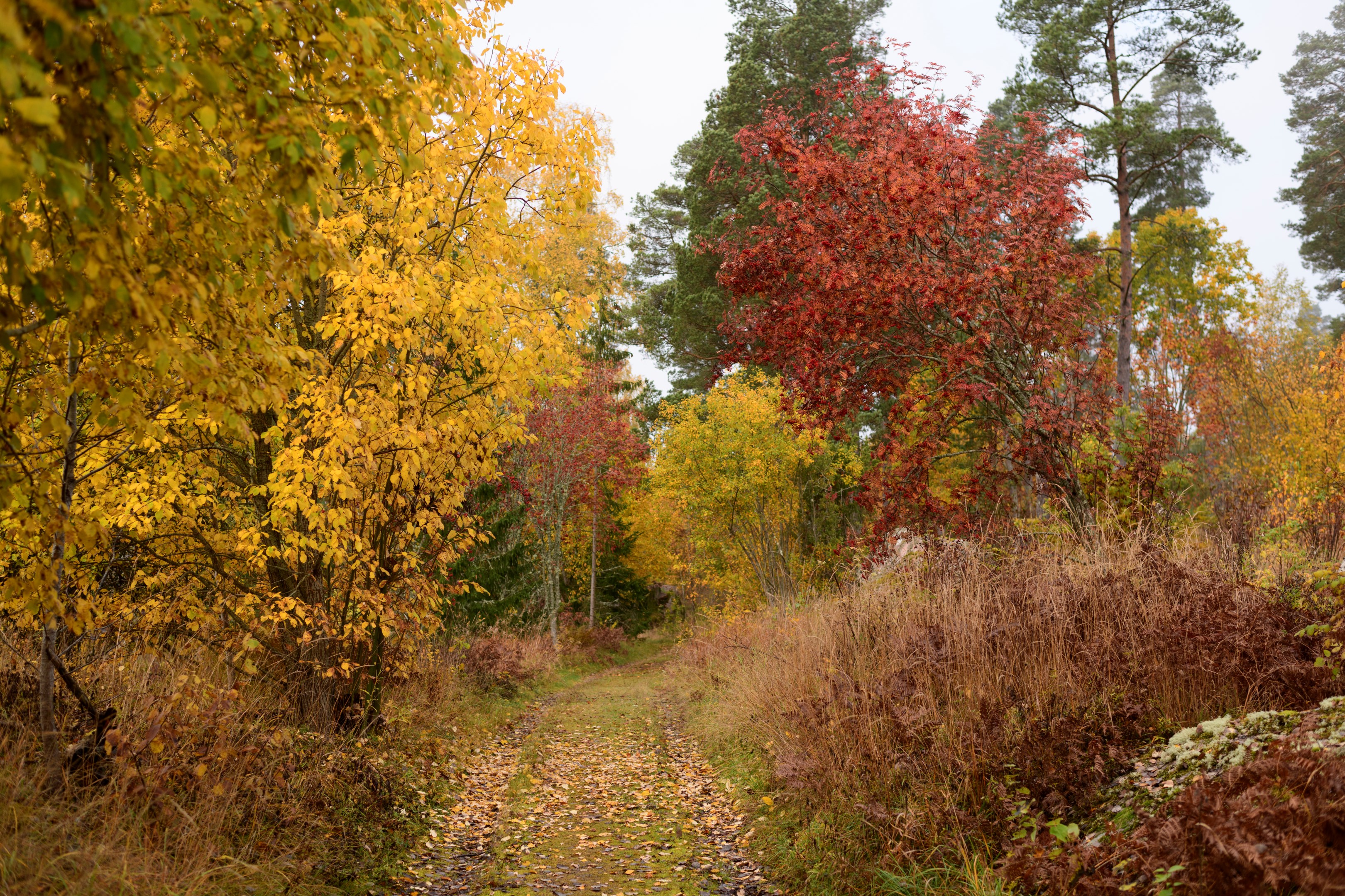 Säljarens egna bild