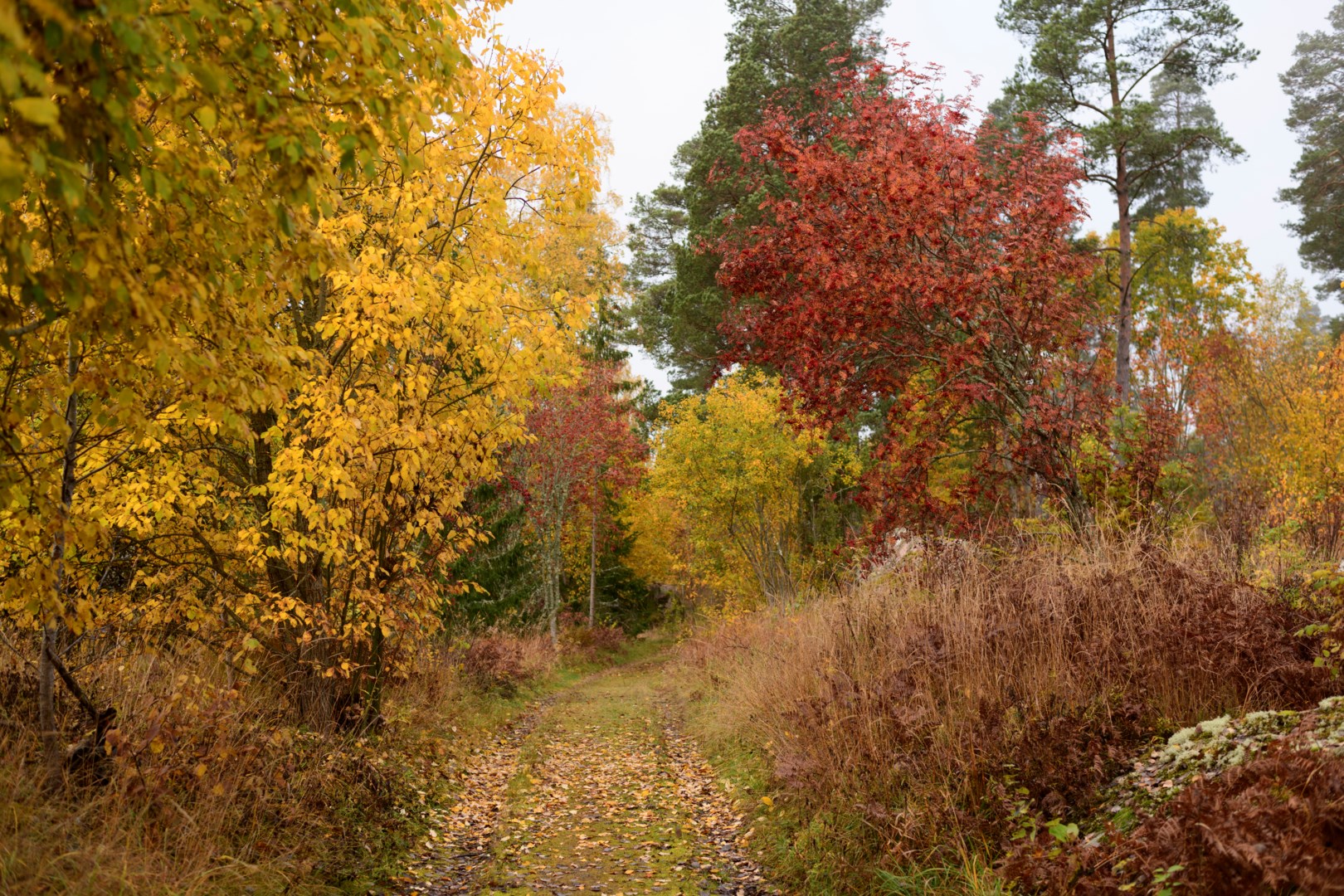 Säljarens egna bild