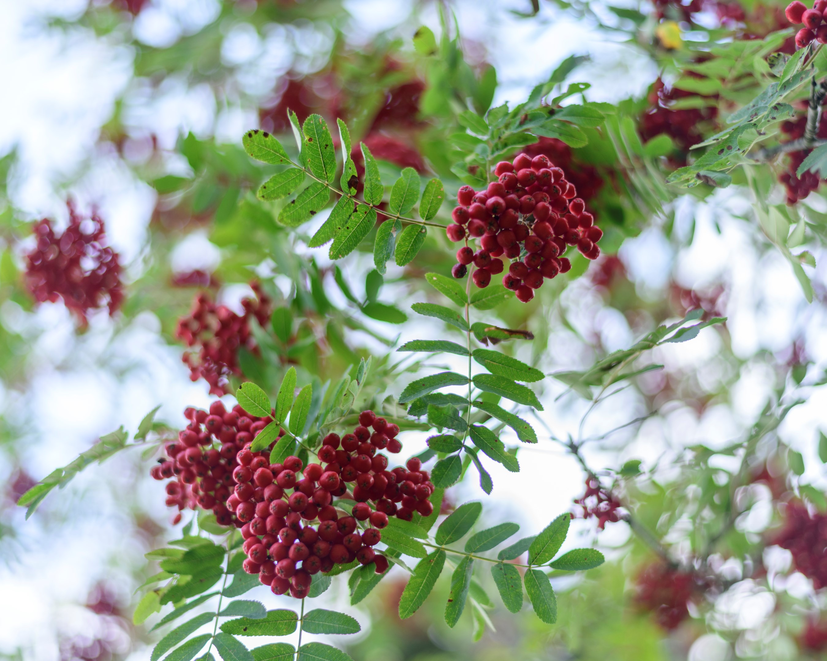 Säljarens egna bild