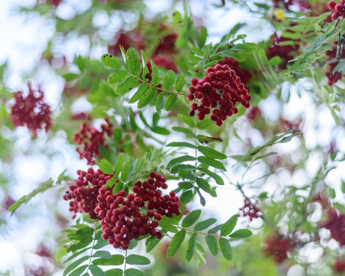 Säljarens egna bild