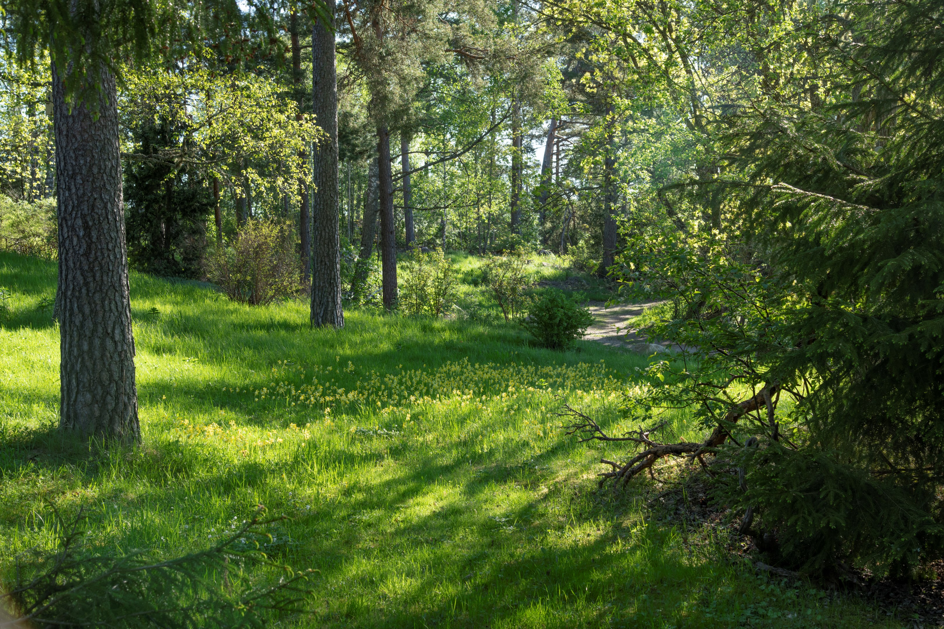 Säljarens egna bild