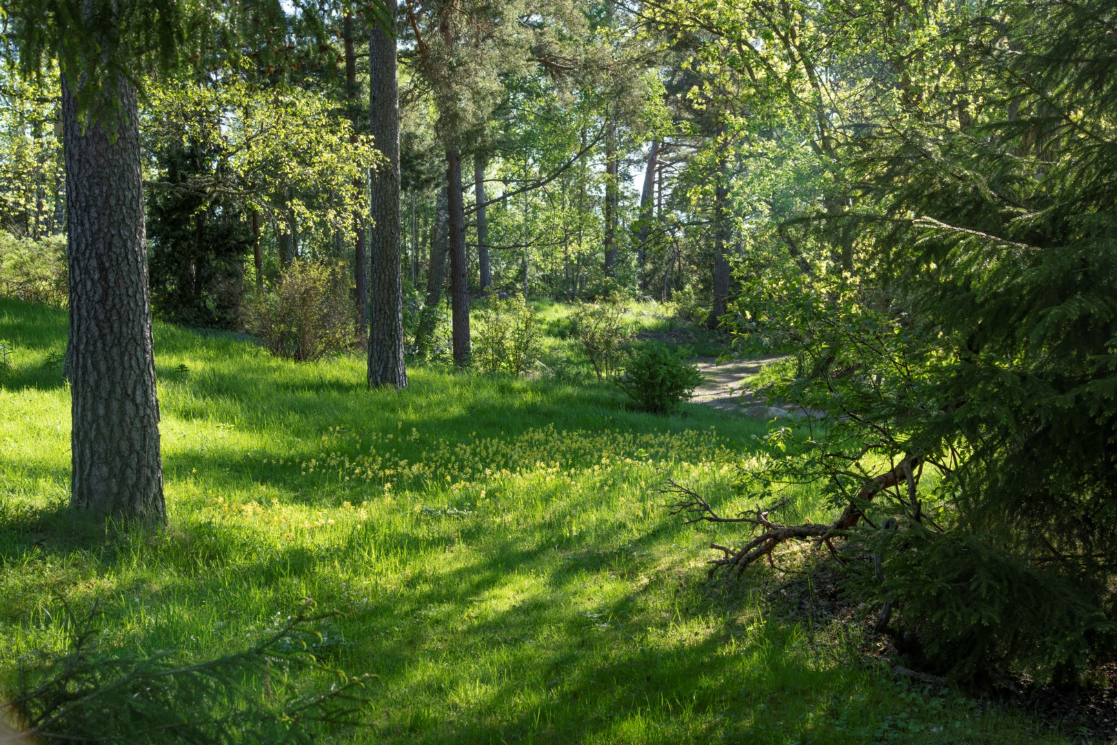 Säljarens egna bild