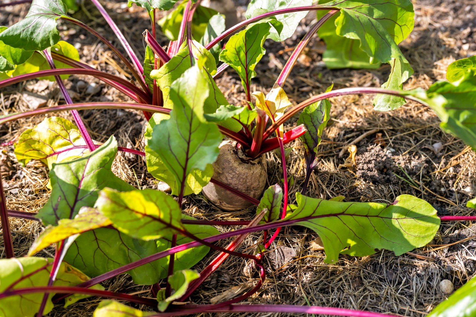 Bostadsbild från Lilla Ålbo 19, Såld i Vänge, Uppsala