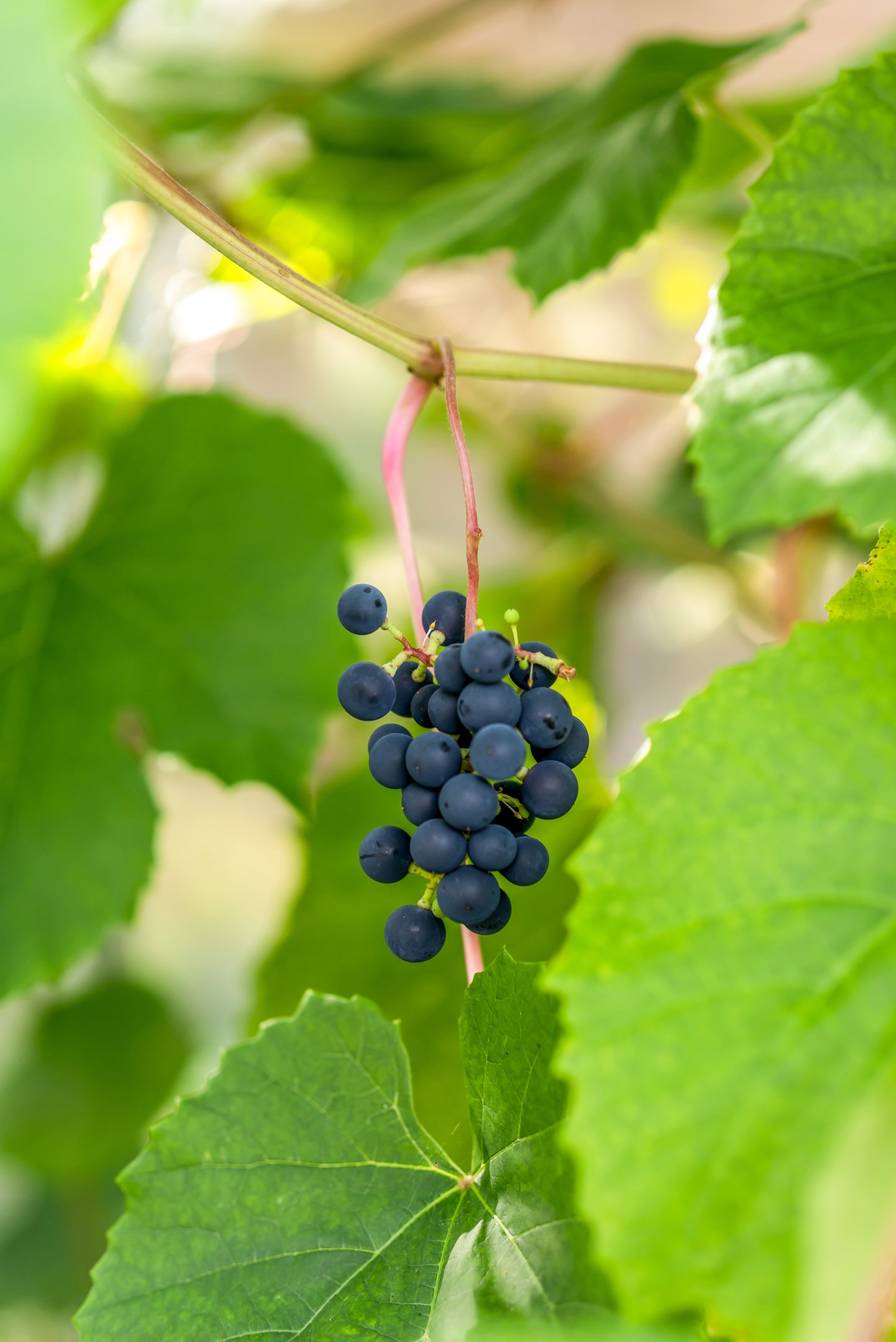 Bostadsbild från Vaxmyra 27, Kommande i Ärentuna, Uppsala