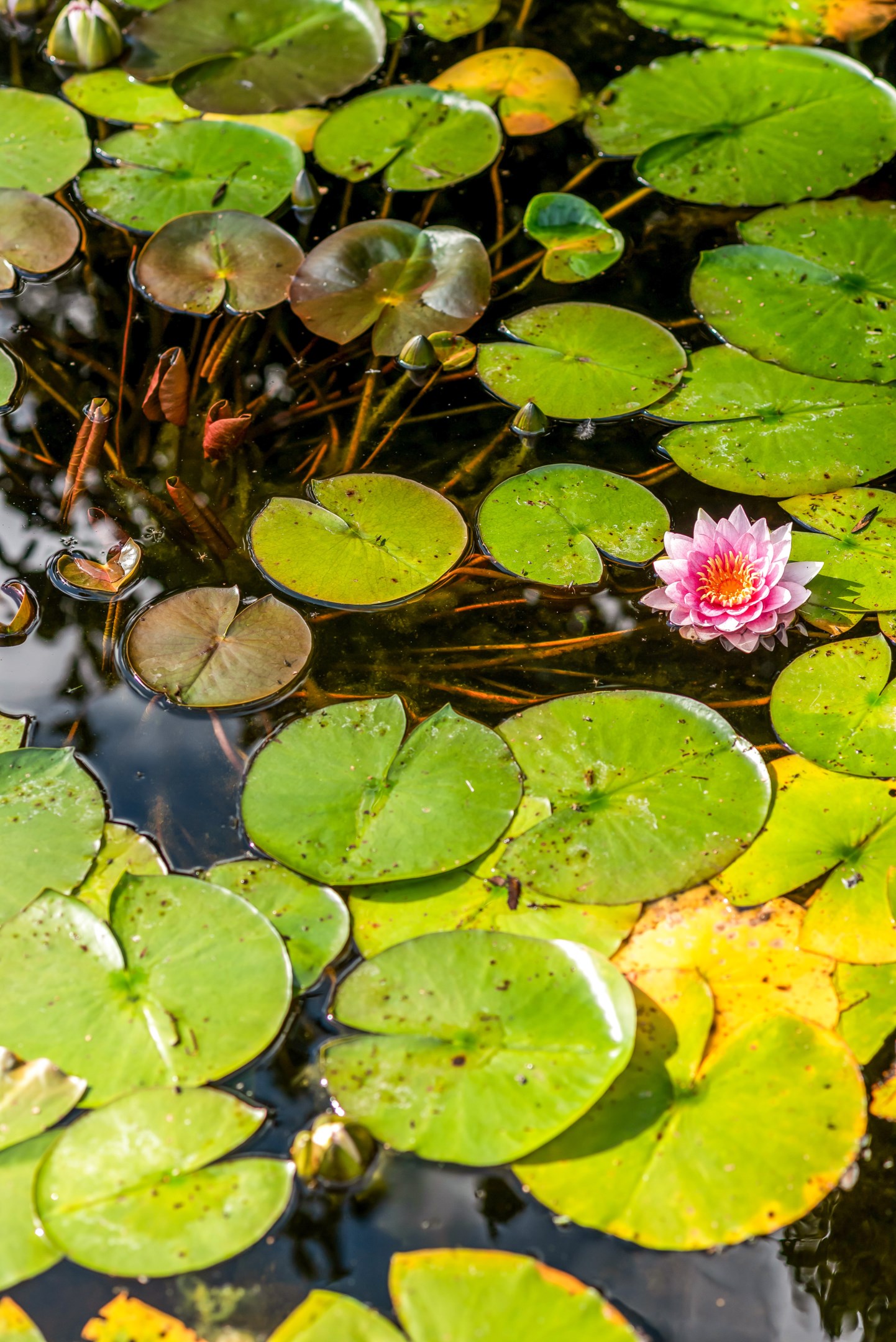 Bostadsbild från Vaxmyra 27, Kommande i Ärentuna, Uppsala