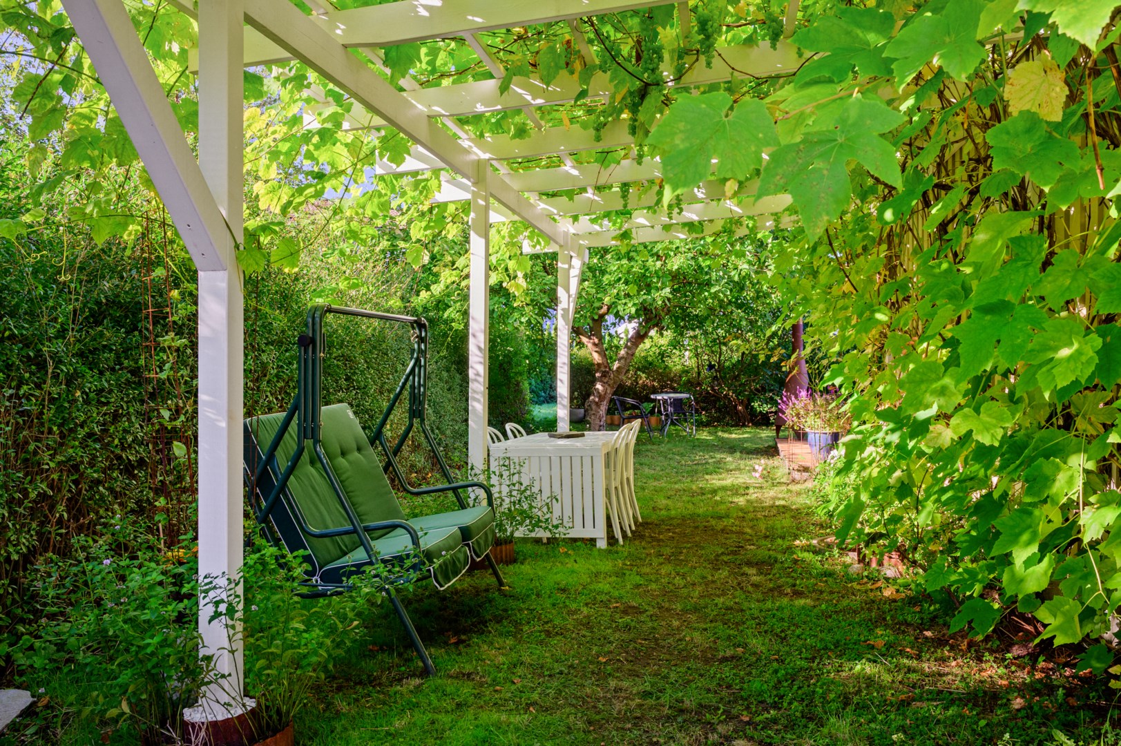 Pergola med vinrankor utmed husets södervända gavel.