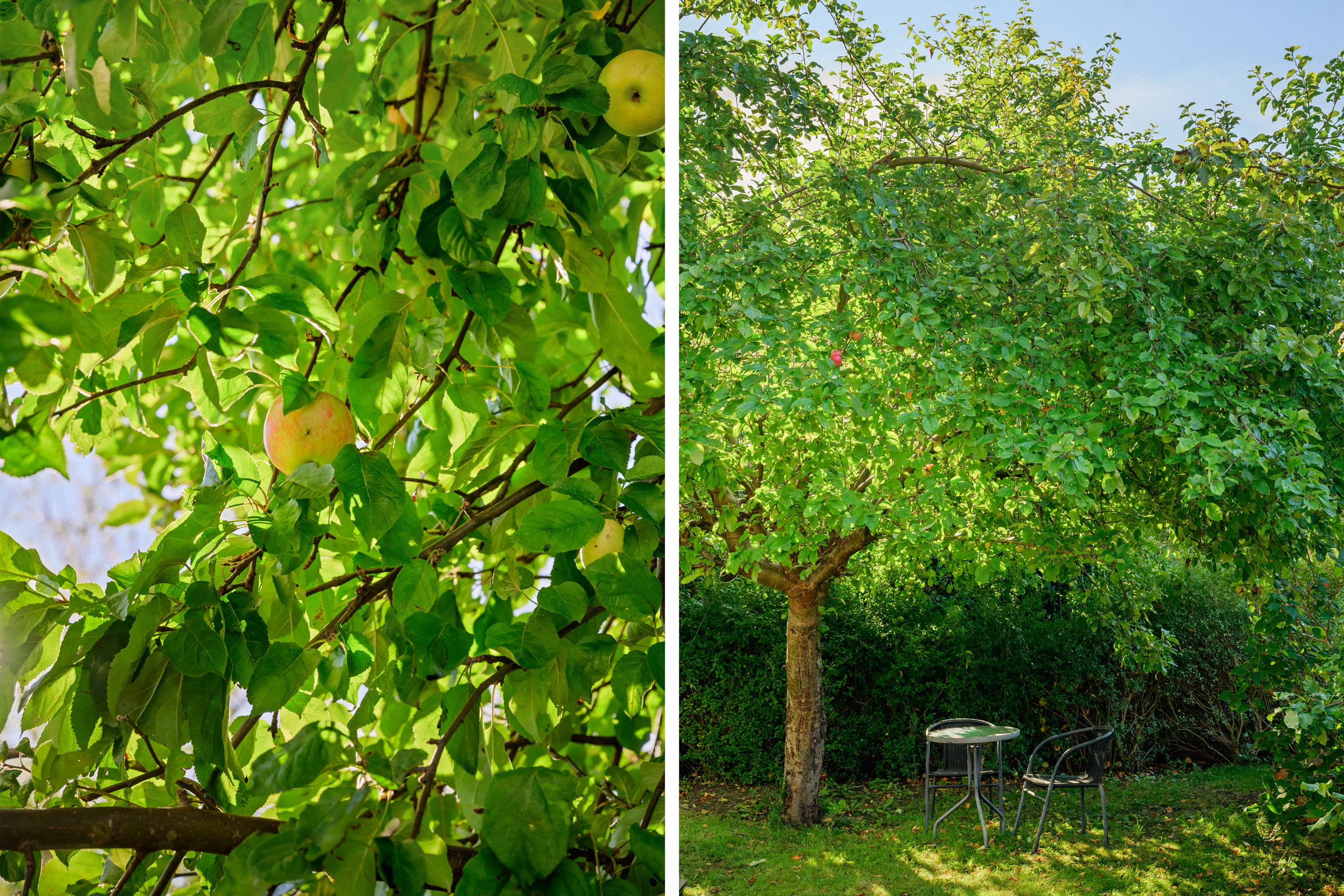 I den lummiga trädgården växer bland annat äppelträd.