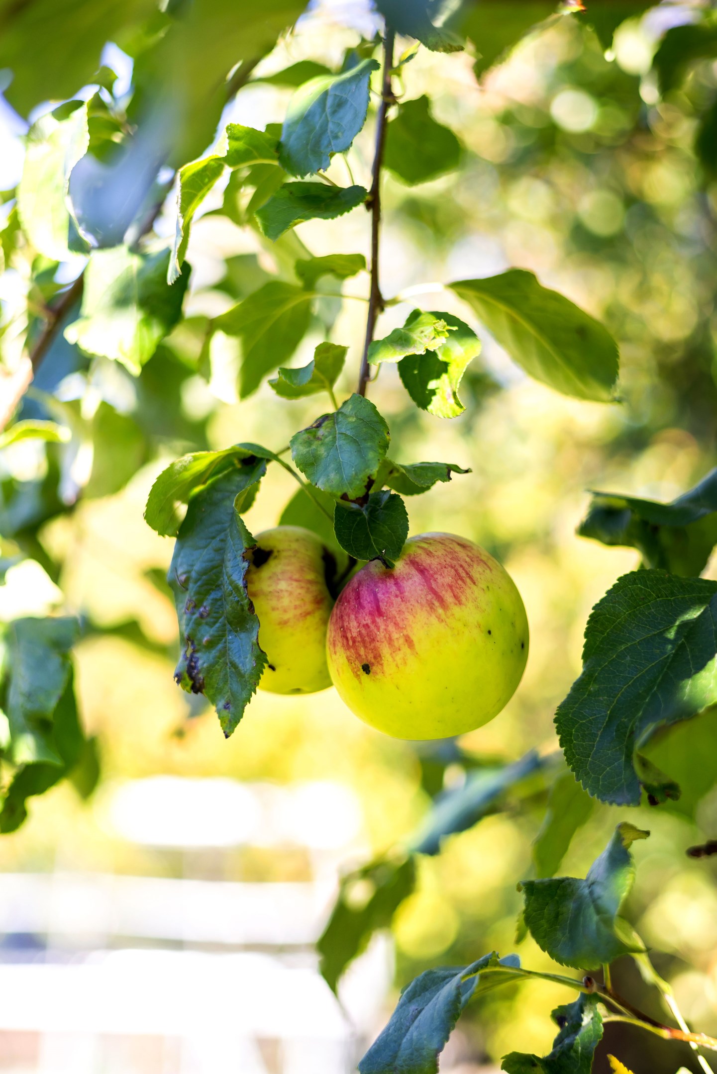 Bostadsbild från Enbärsgränd 11, Till salu i Björklinge, Uppsala