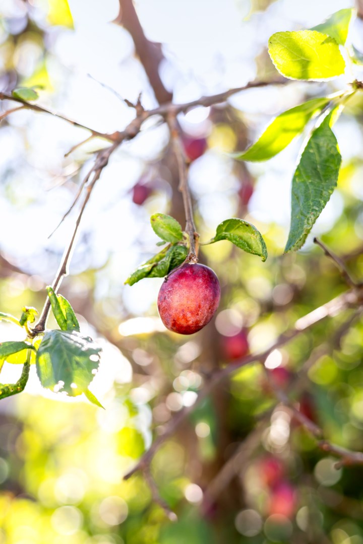 Bostadsbild från Enbärsgränd 11, Till salu i Björklinge, Uppsala