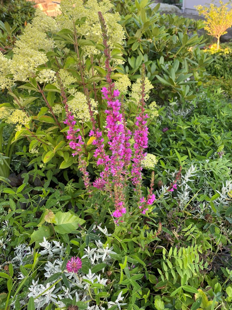 Säljarens sommarbild