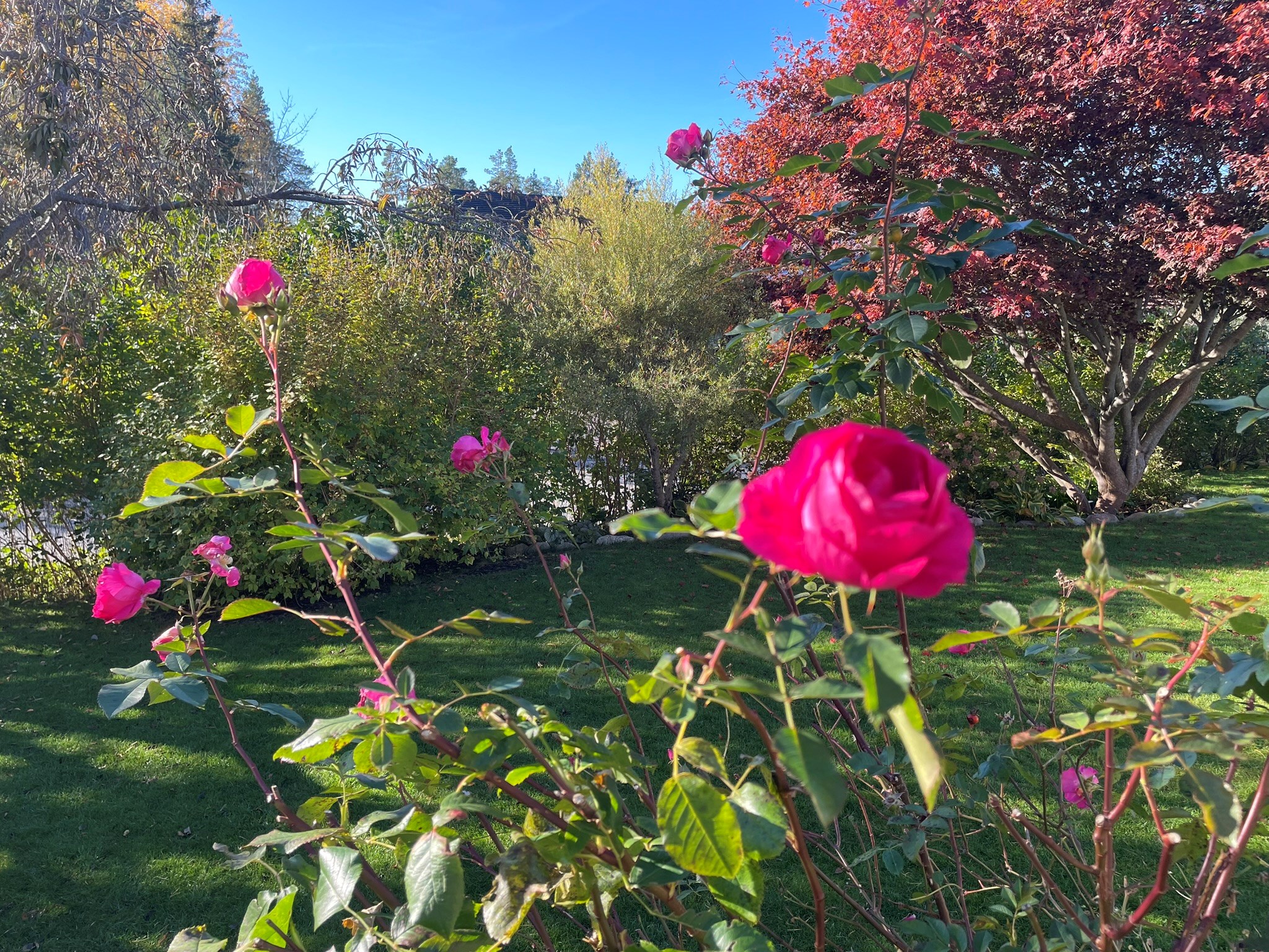 Säljarens sommarbild