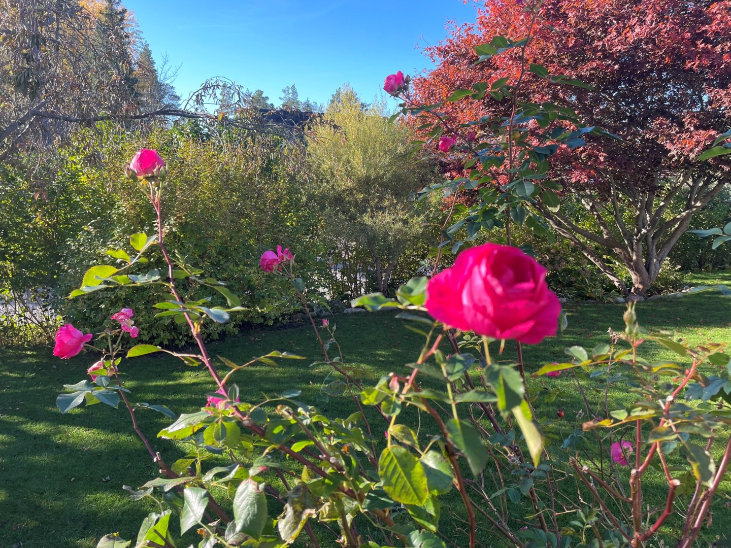 Säljarens sommarbild