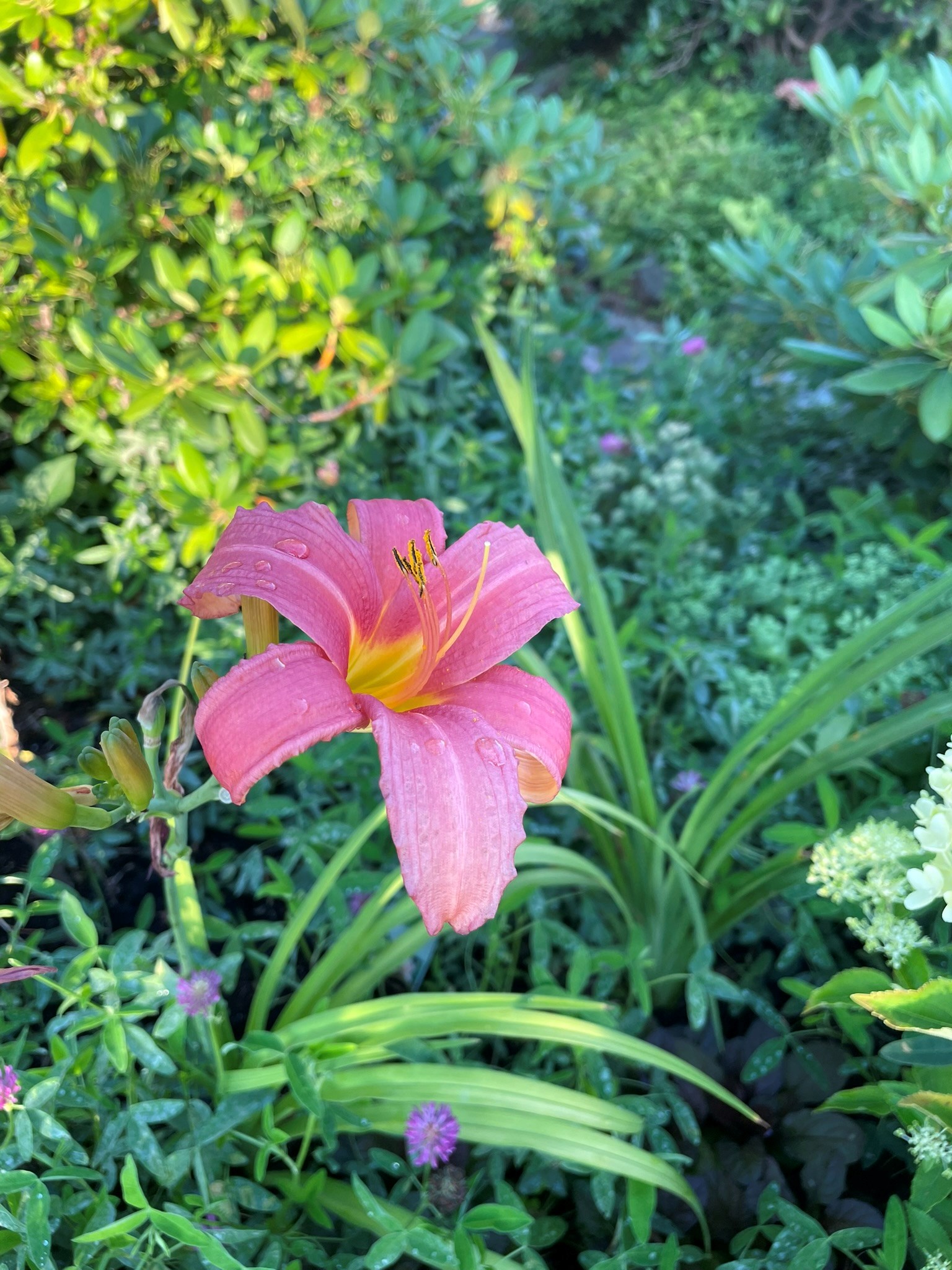 Säljarens sommarbild