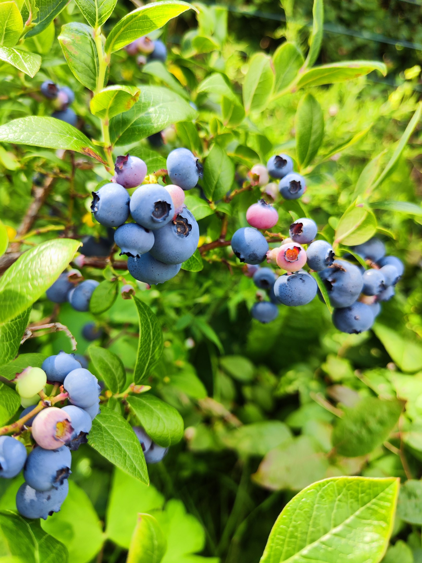 Bostadsbild från Sten Stures väg 2, Till salu i Duvnäs Utskog, Nacka