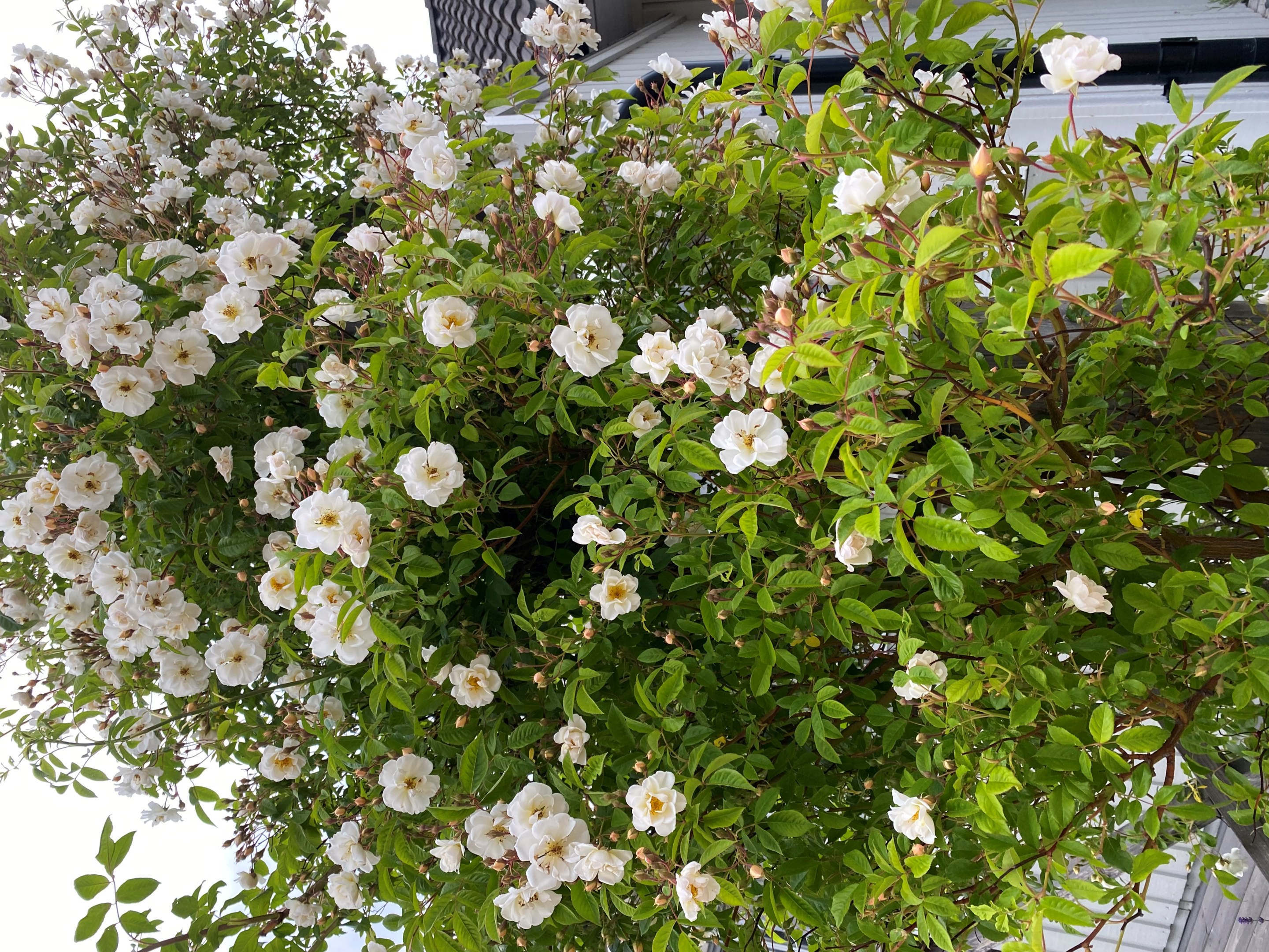 Bostadsbild från Gamla Slipvägen 5, Till salu i Öregrund, Östhammar