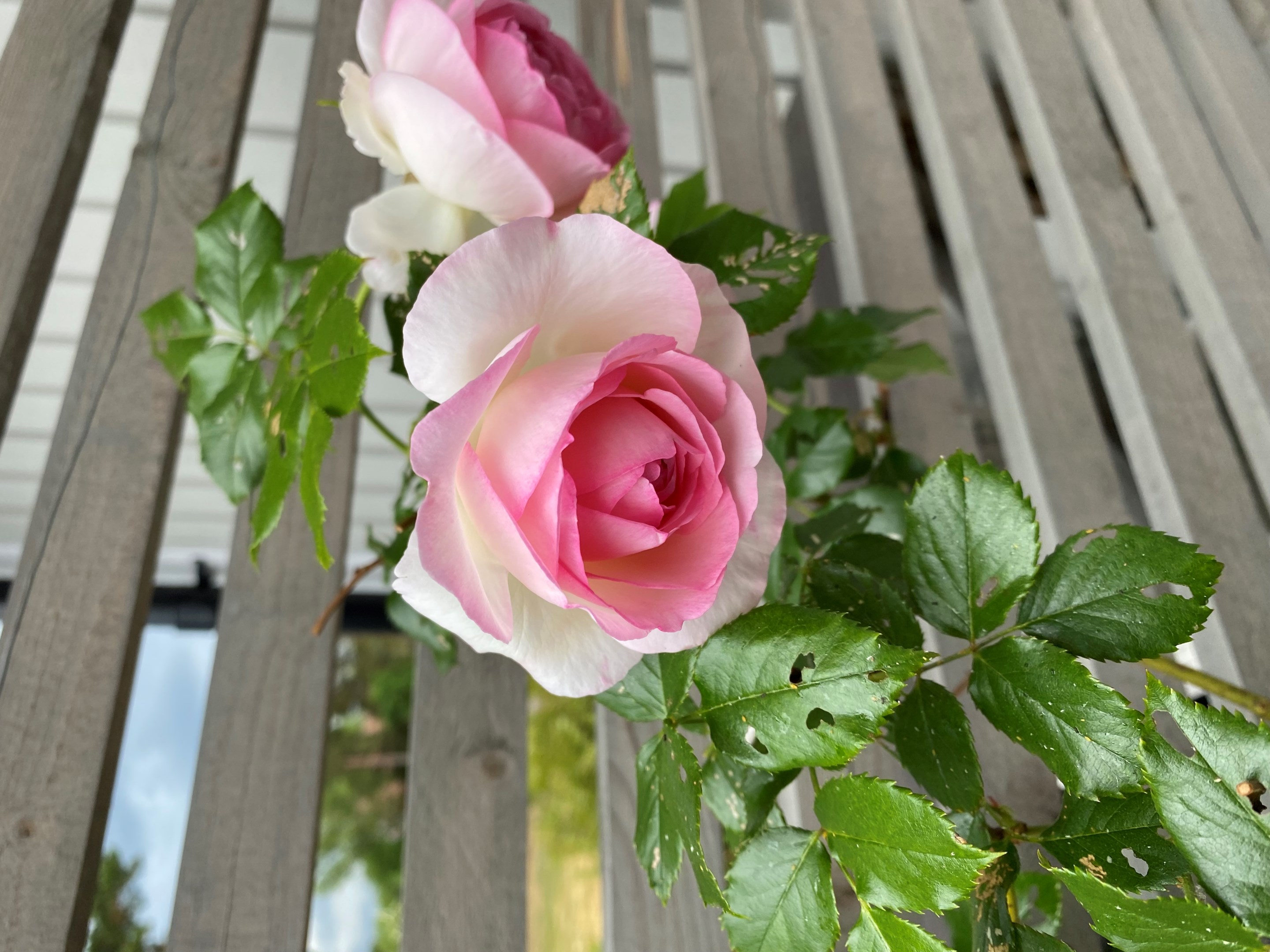 Bostadsbild från Gamla Slipvägen 5, Till salu i Öregrund, Östhammar