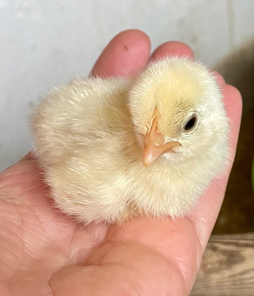 Bostadsbild från Tranarövägen 89, Kommande i Ingarö - Tranarö, Värmdö