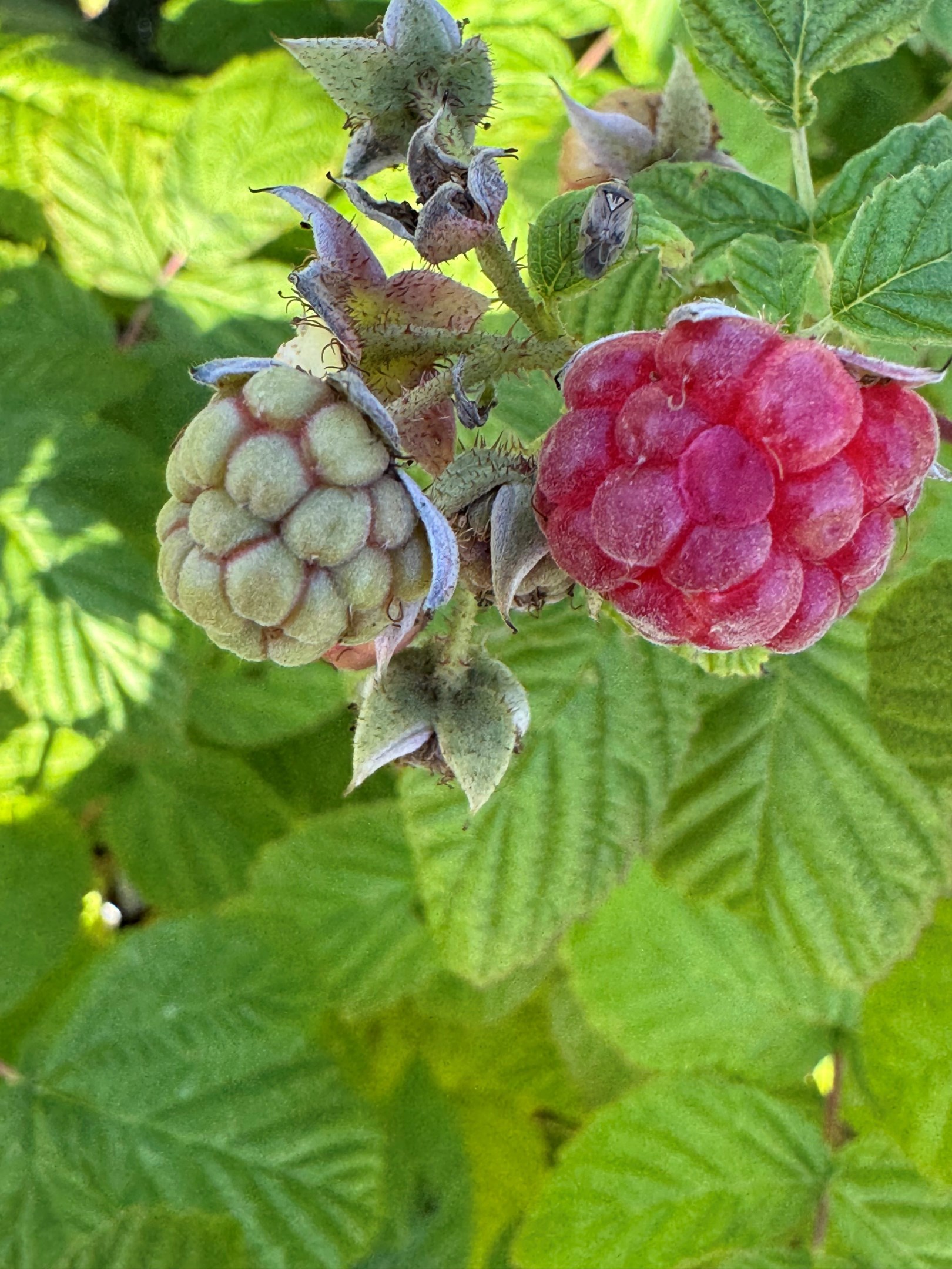 Bostadsbild från Dalby-Viggeby 110, Kommande i Dalby, Uppsala