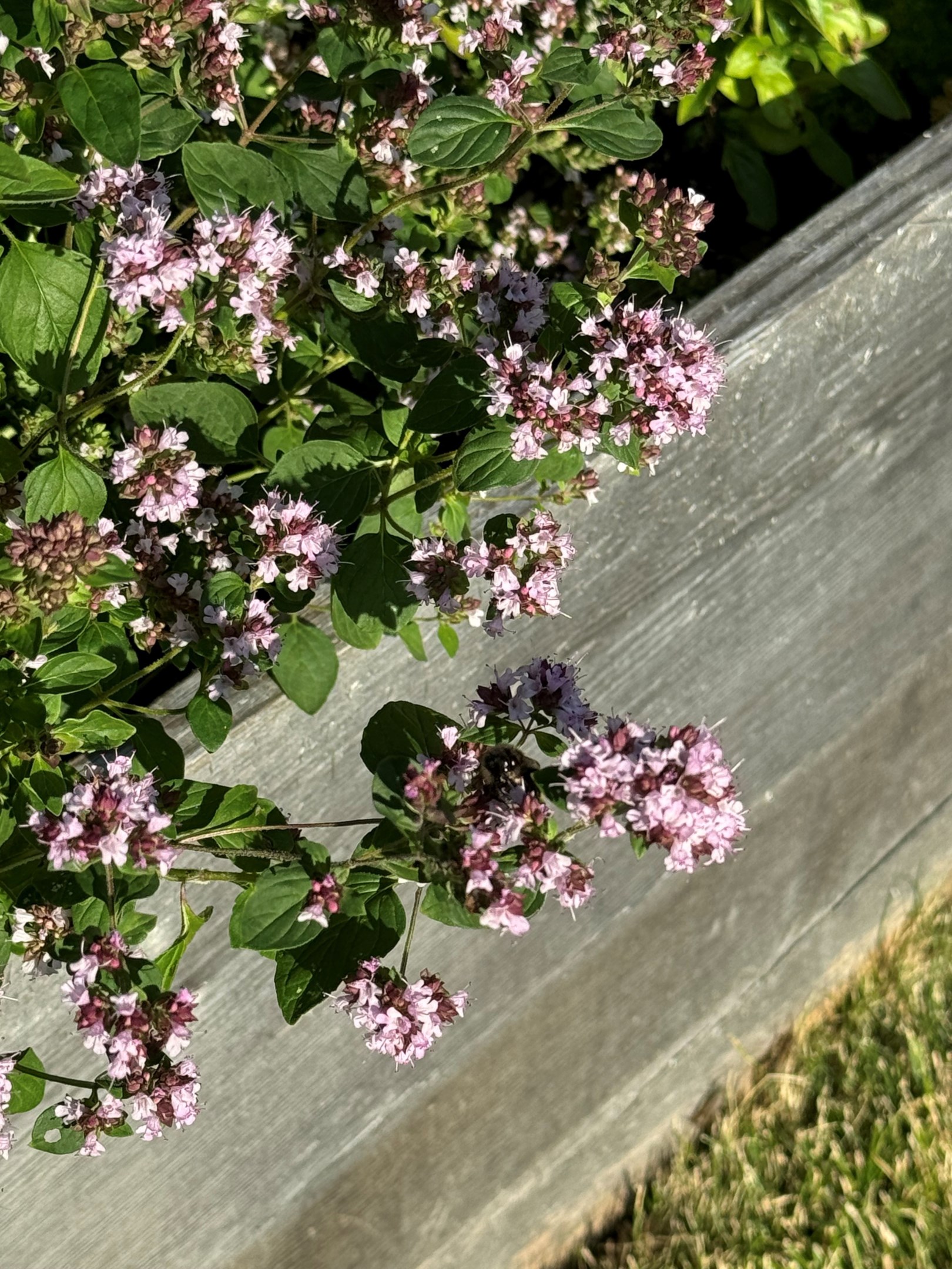 Bostadsbild från Dalby-Viggeby 110, Kommande i Dalby, Uppsala