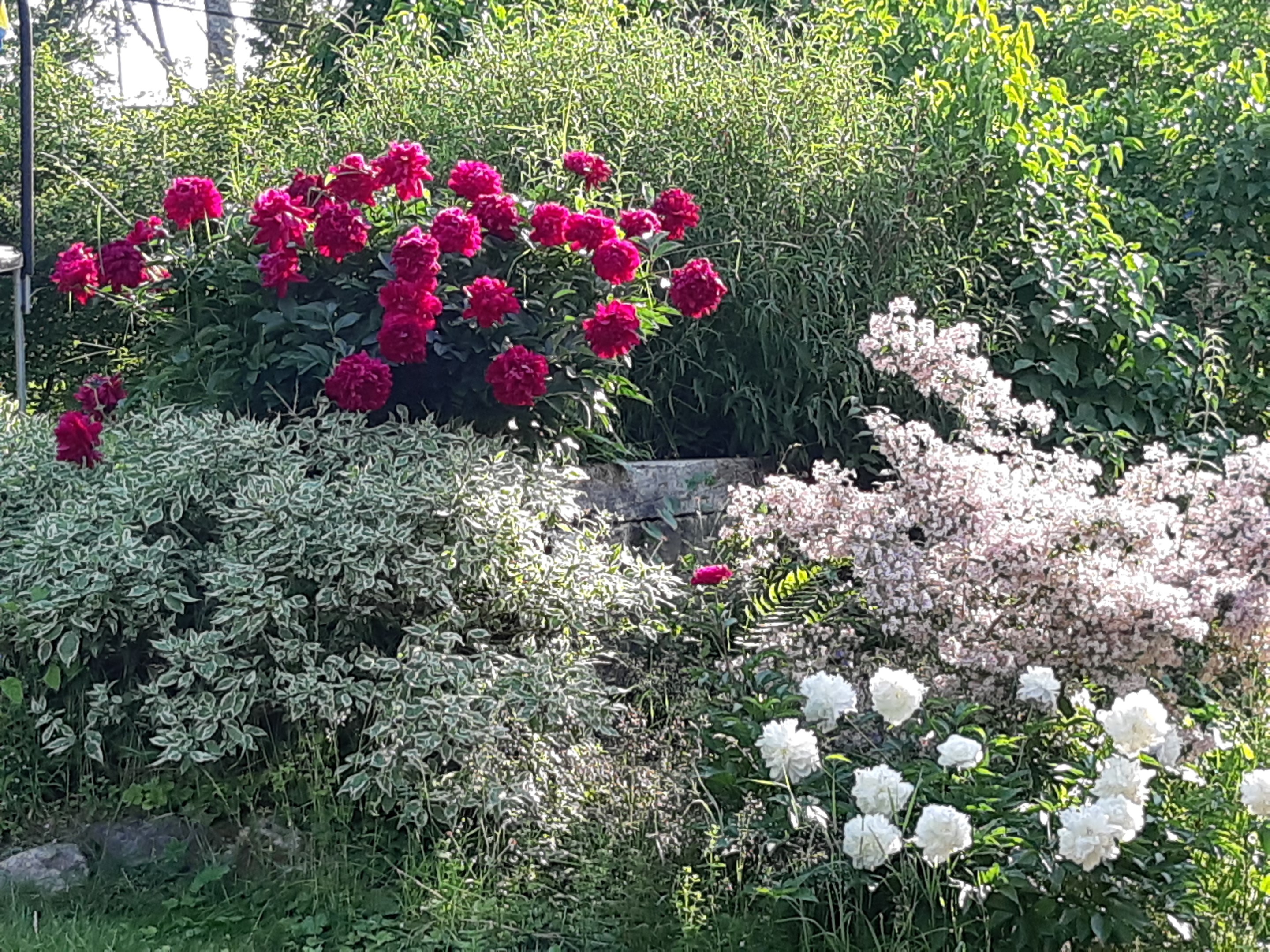 Säljarnas sommarbild; pioner, kornell och paradisbuske