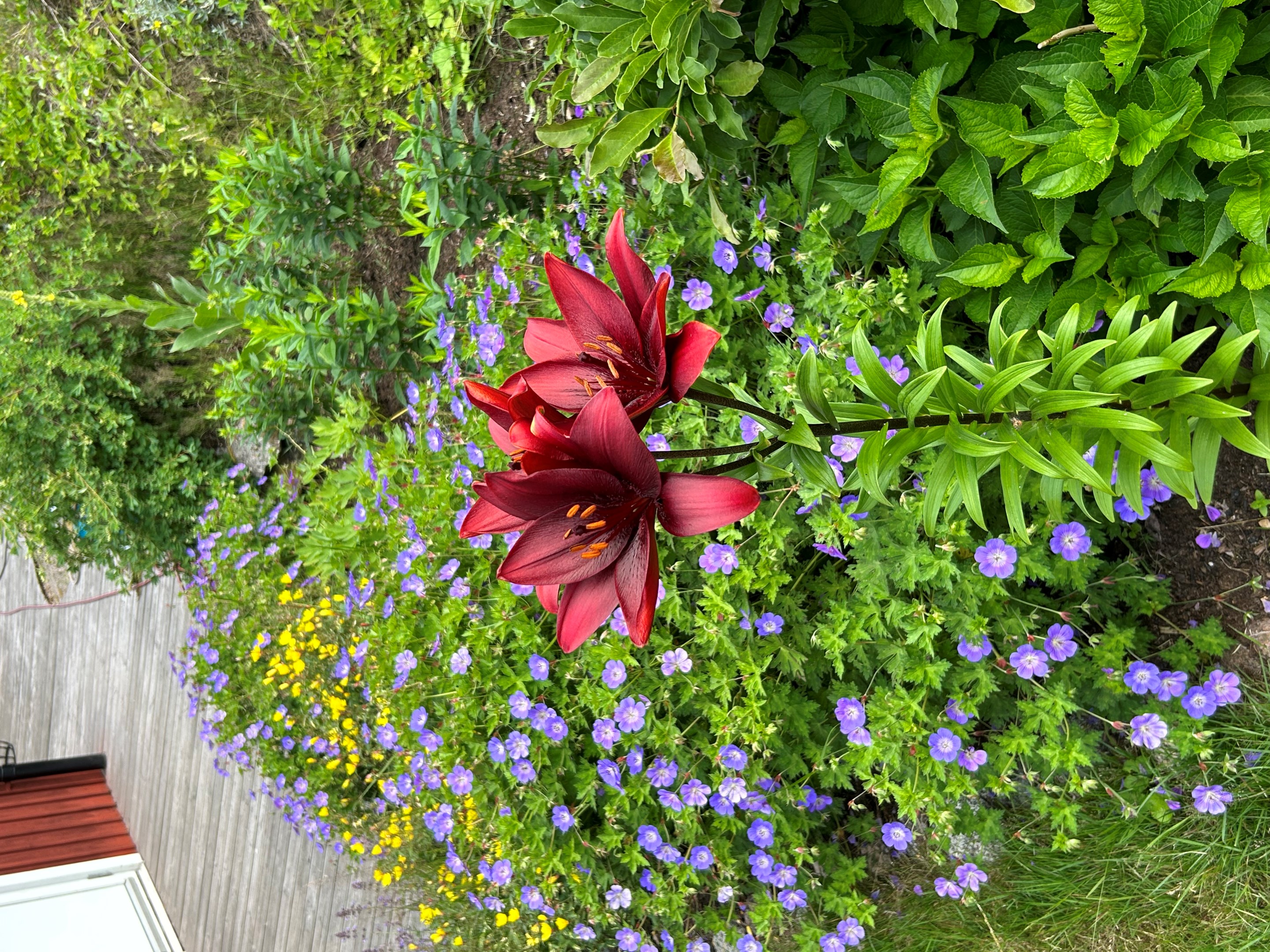 Säljarnas sommarbild; lilja och nävor