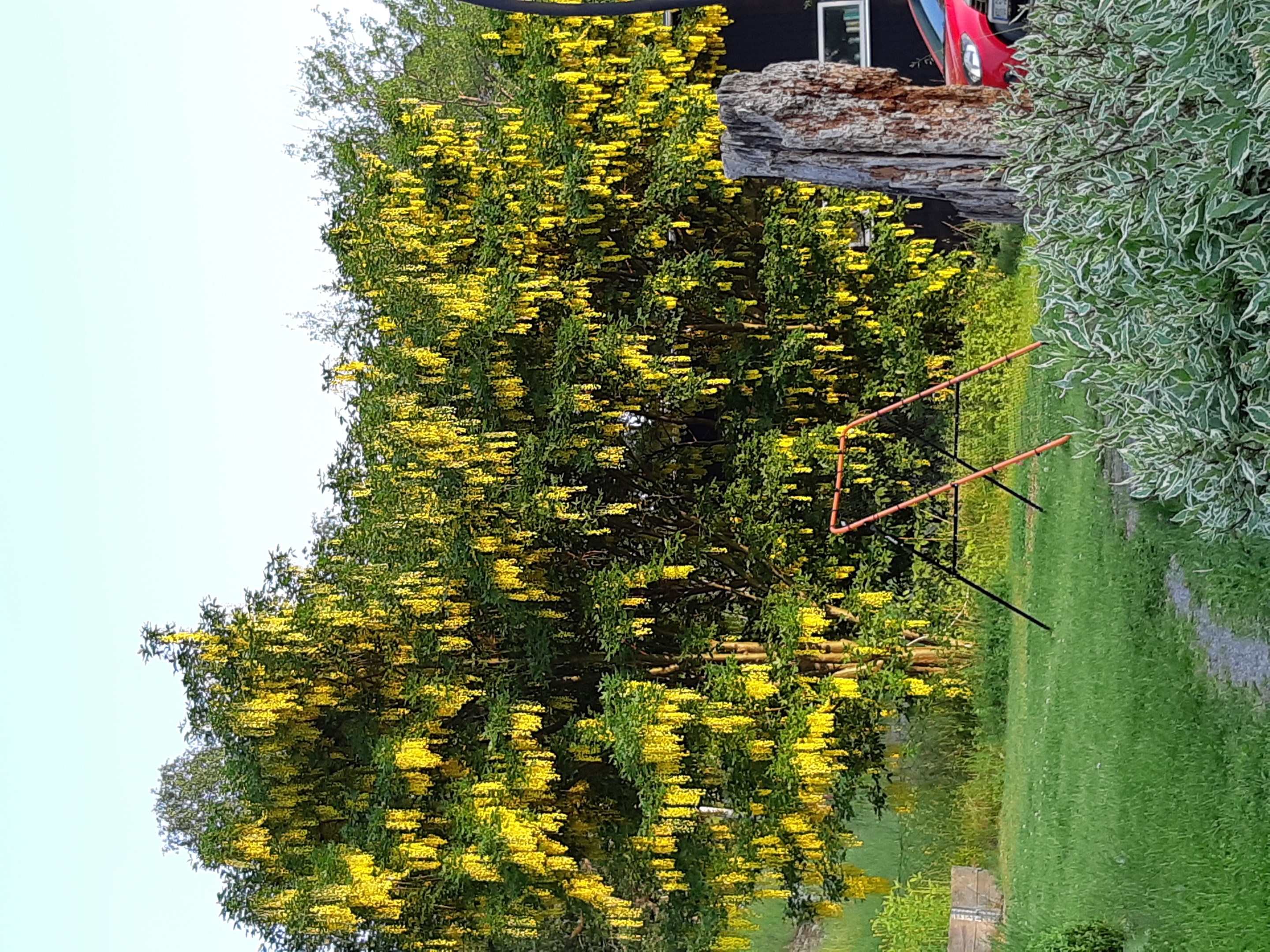 Säljarnas sommarbild; gullregn vid parkeringen