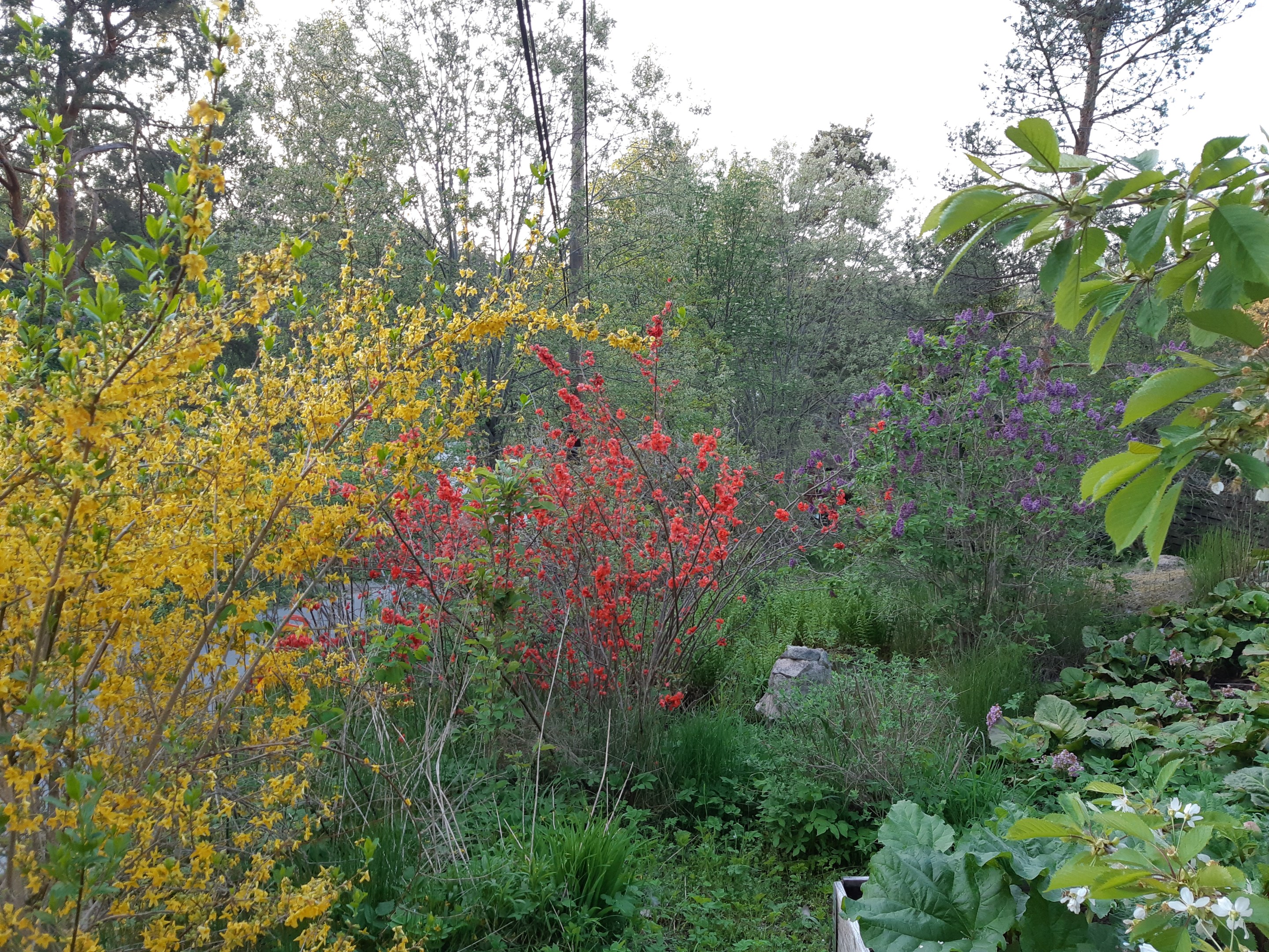 Säljarnas sommarbild; forsythia och rosenkvitten