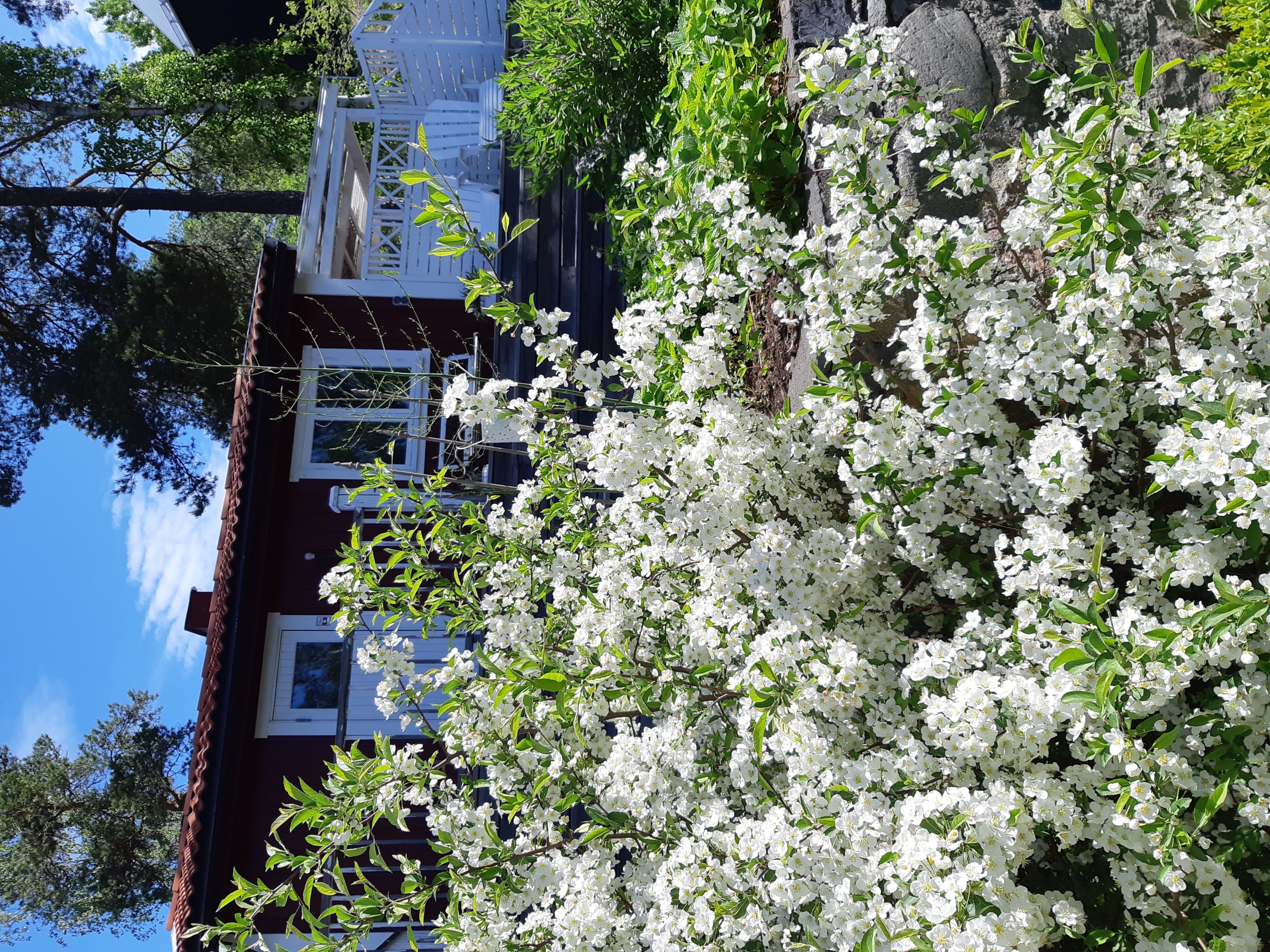 Säljarnas sommarbild; prydnadsapel