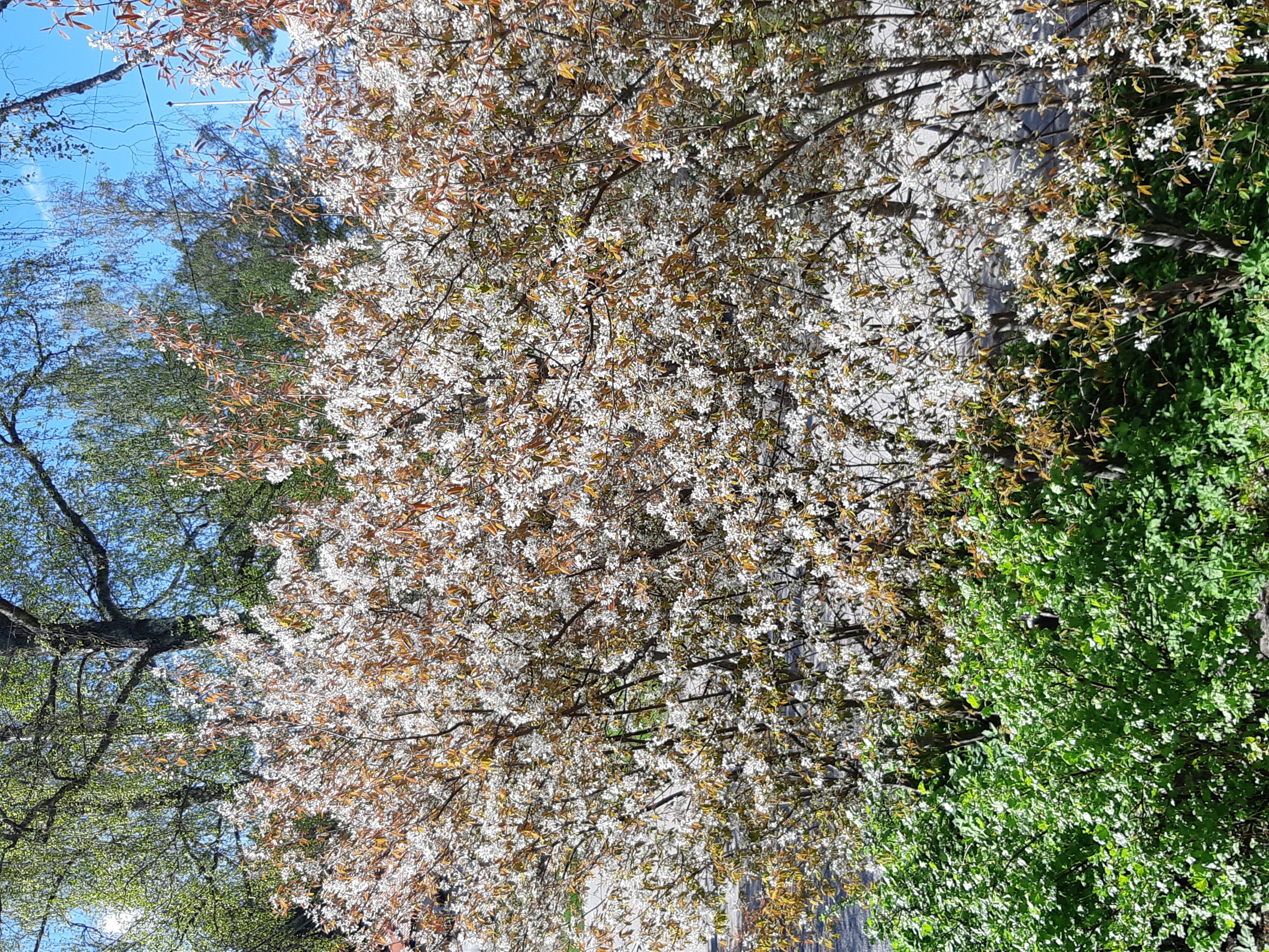 Säljarnas sommarbild;  häggmispelhäck mot gatan