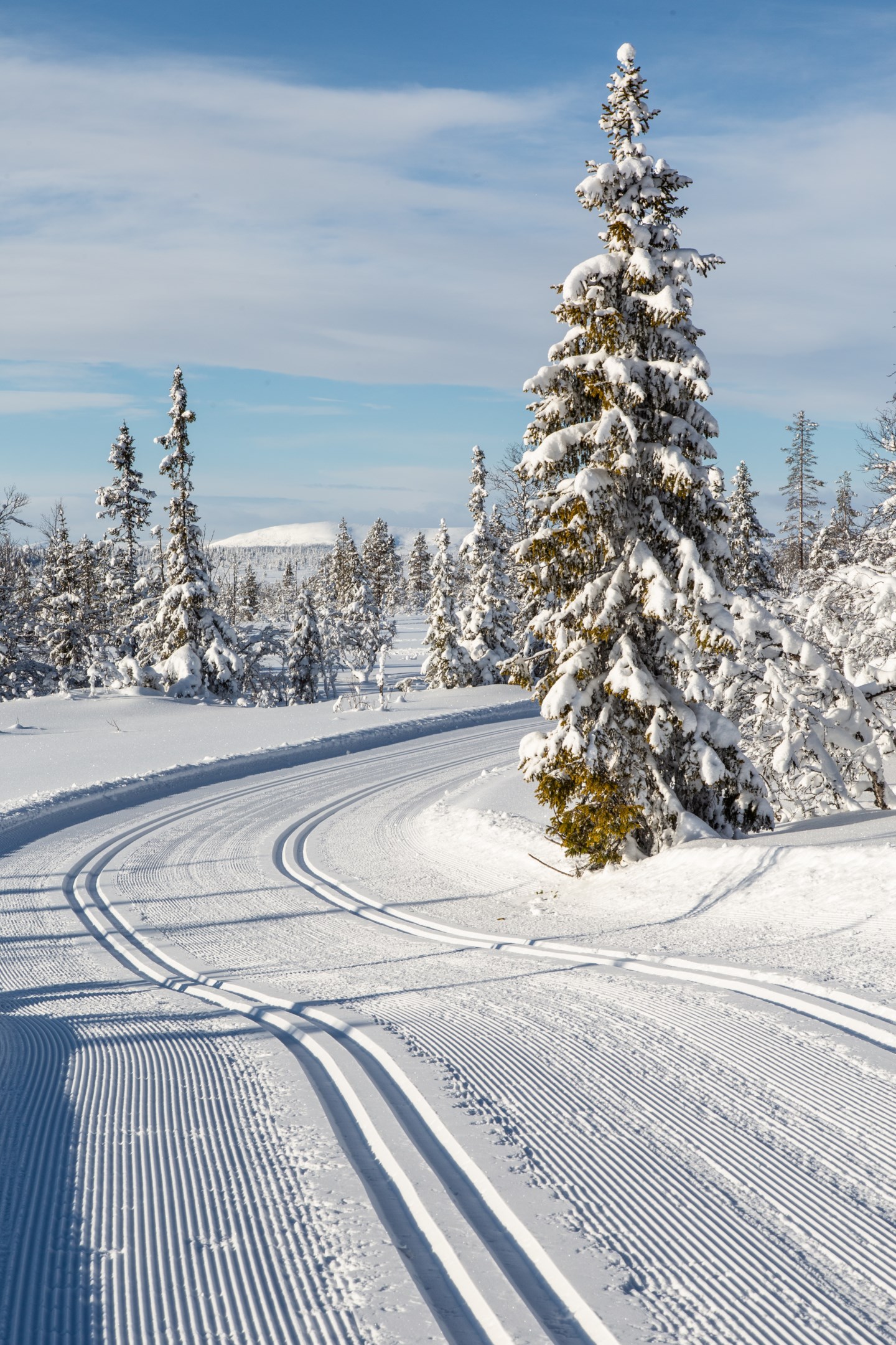 Längdåkning i världsklass