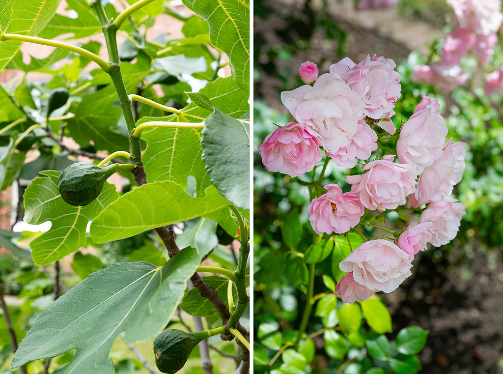 Fikon och rosor är bara några exempel på vad vi finner här