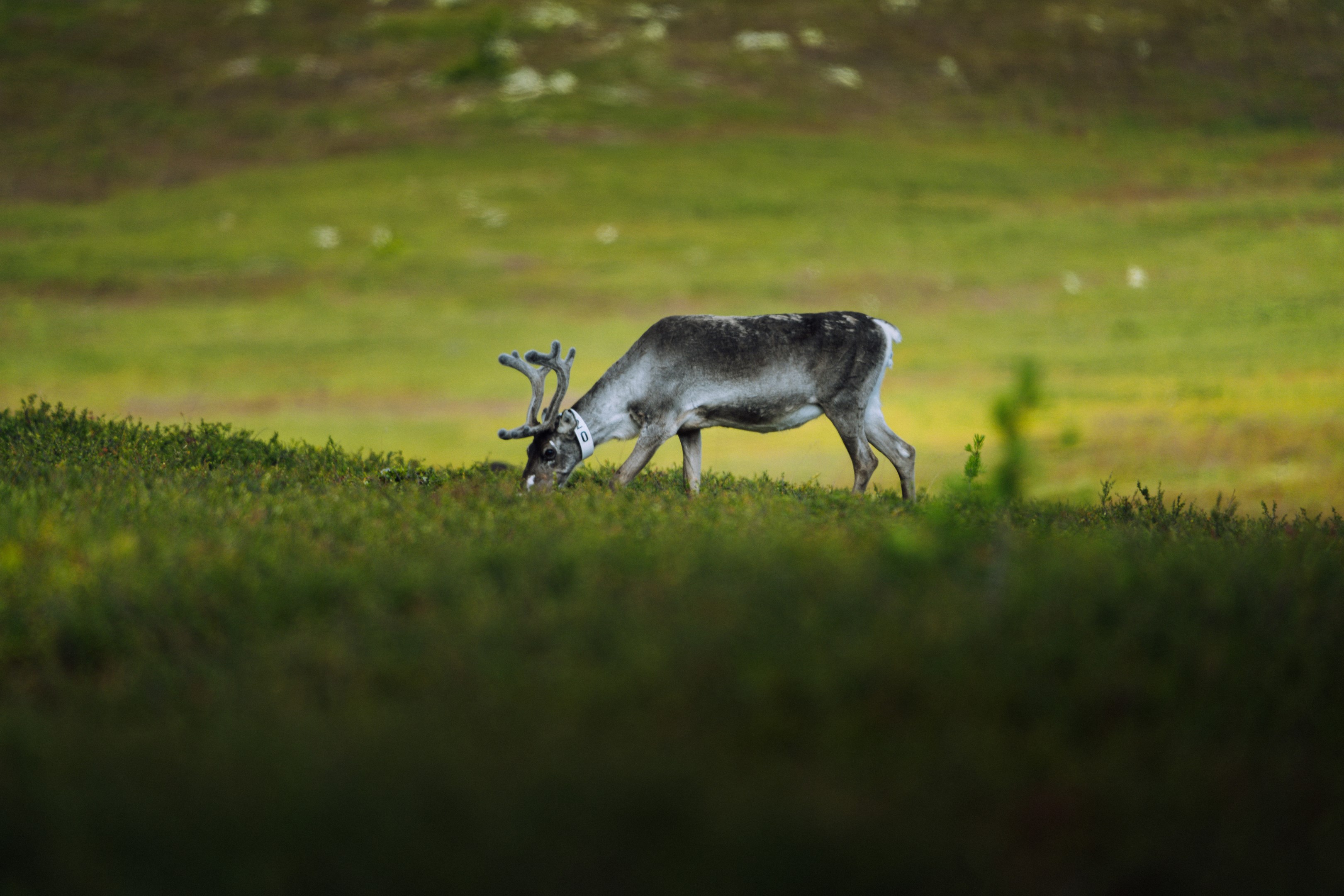 Renar i närområdet