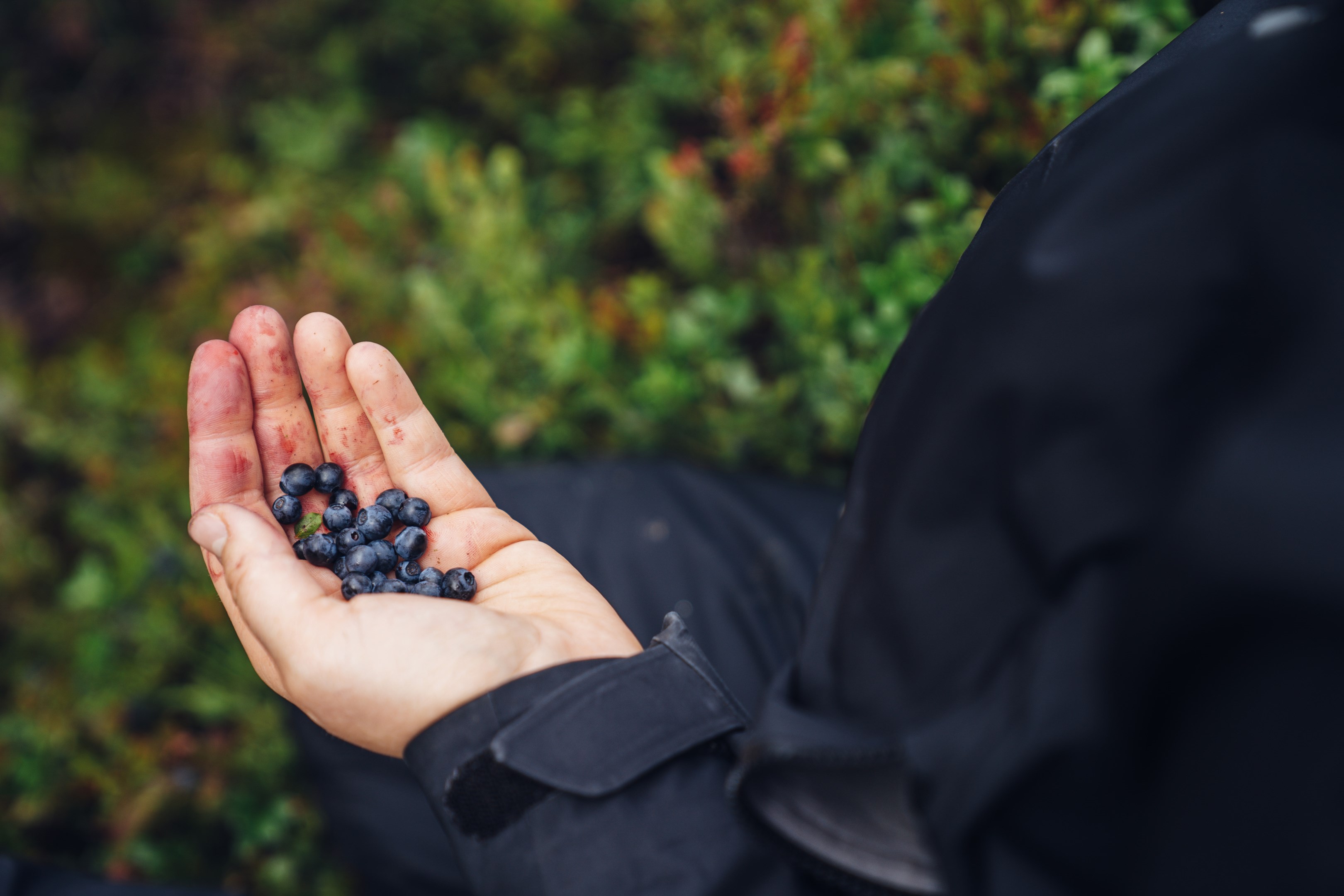 Blåbär